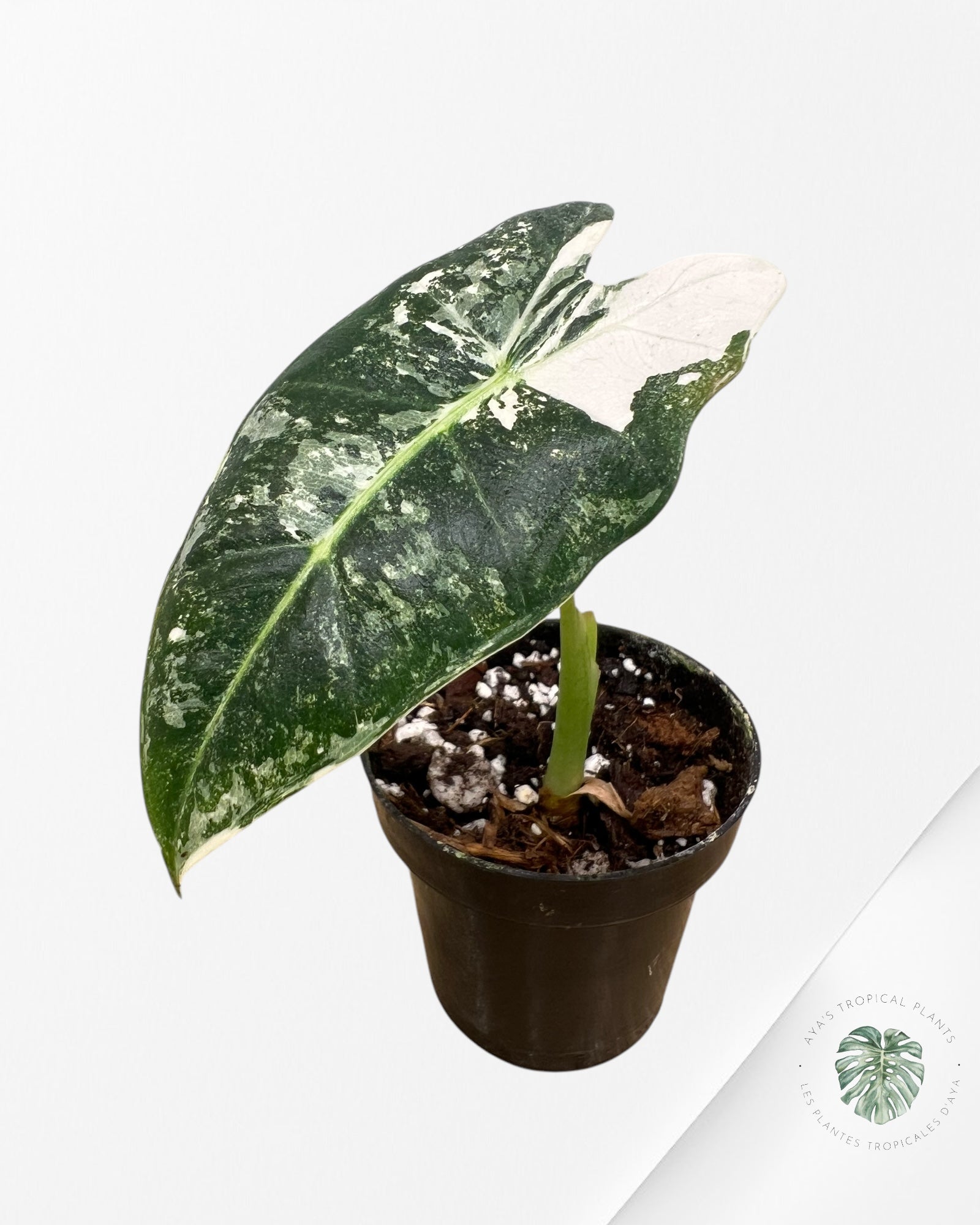 Alocasia Frydek Variagated (bébé) - 0331