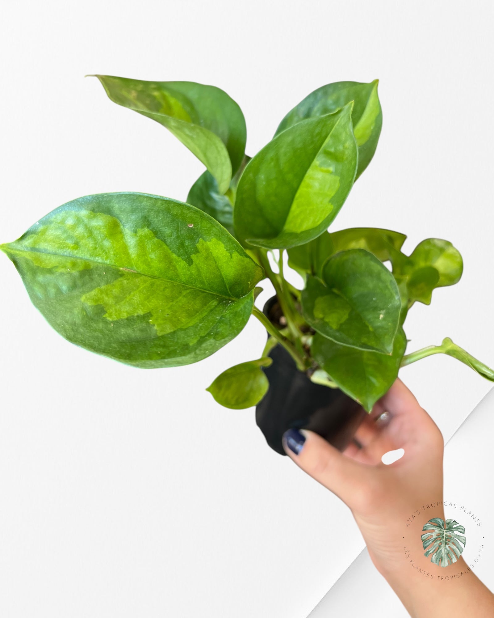 Global Green Pothos B