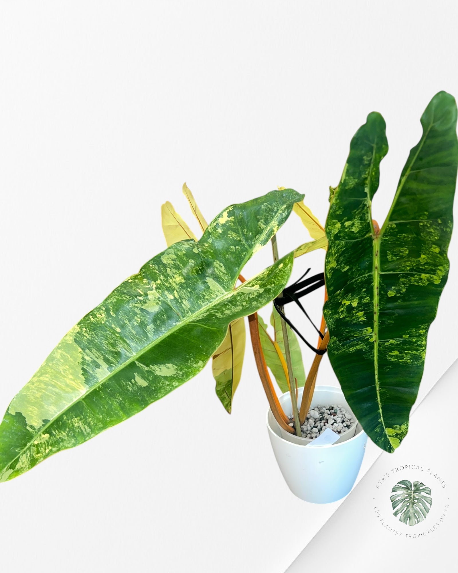 Philodendron Billietiae Variegated-PBV1