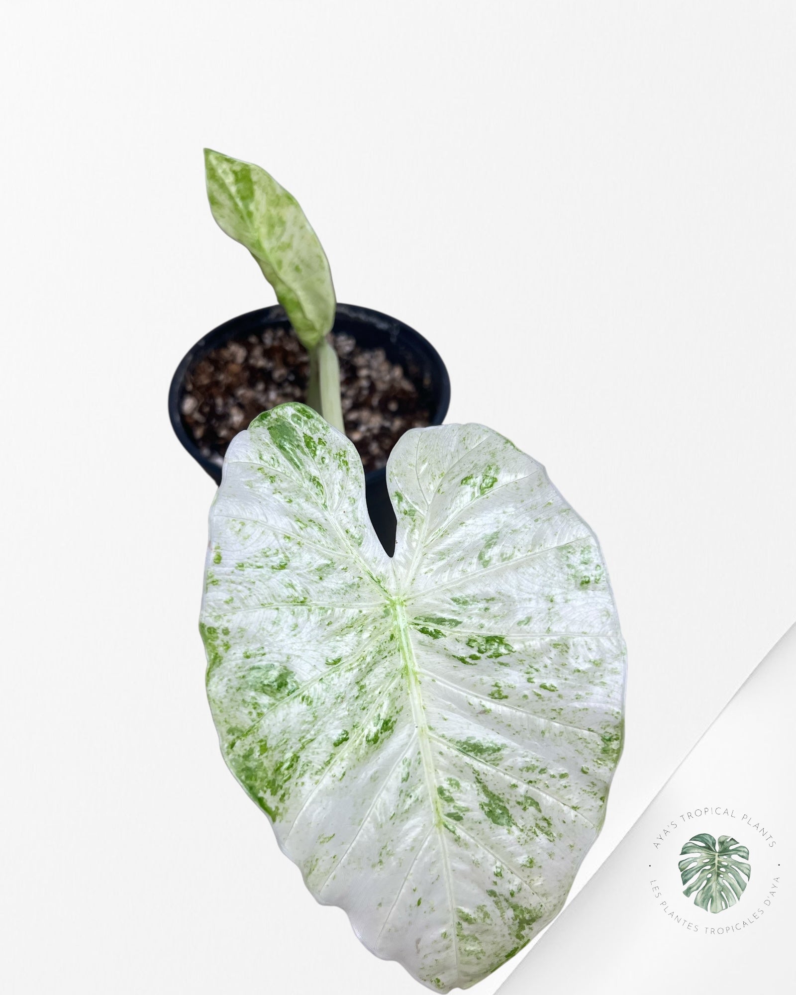 Alocasia Macrorrhiza Splash -SPE