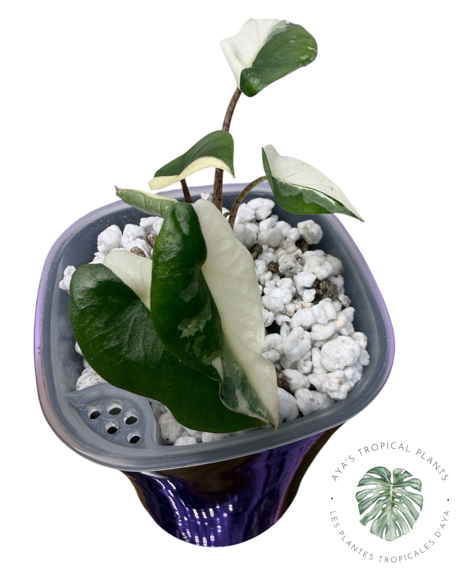 Alocasia Heterophylla Metallic Blue Albo