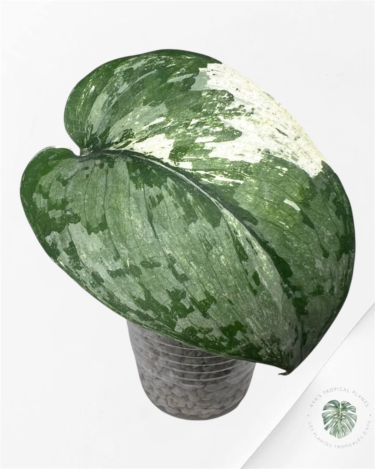 Scindapsus Sadewa - P68