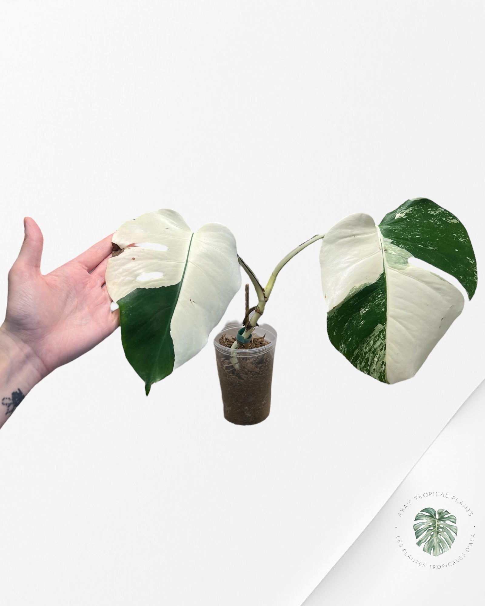 Monstera Borsigiana Albo-JA1200