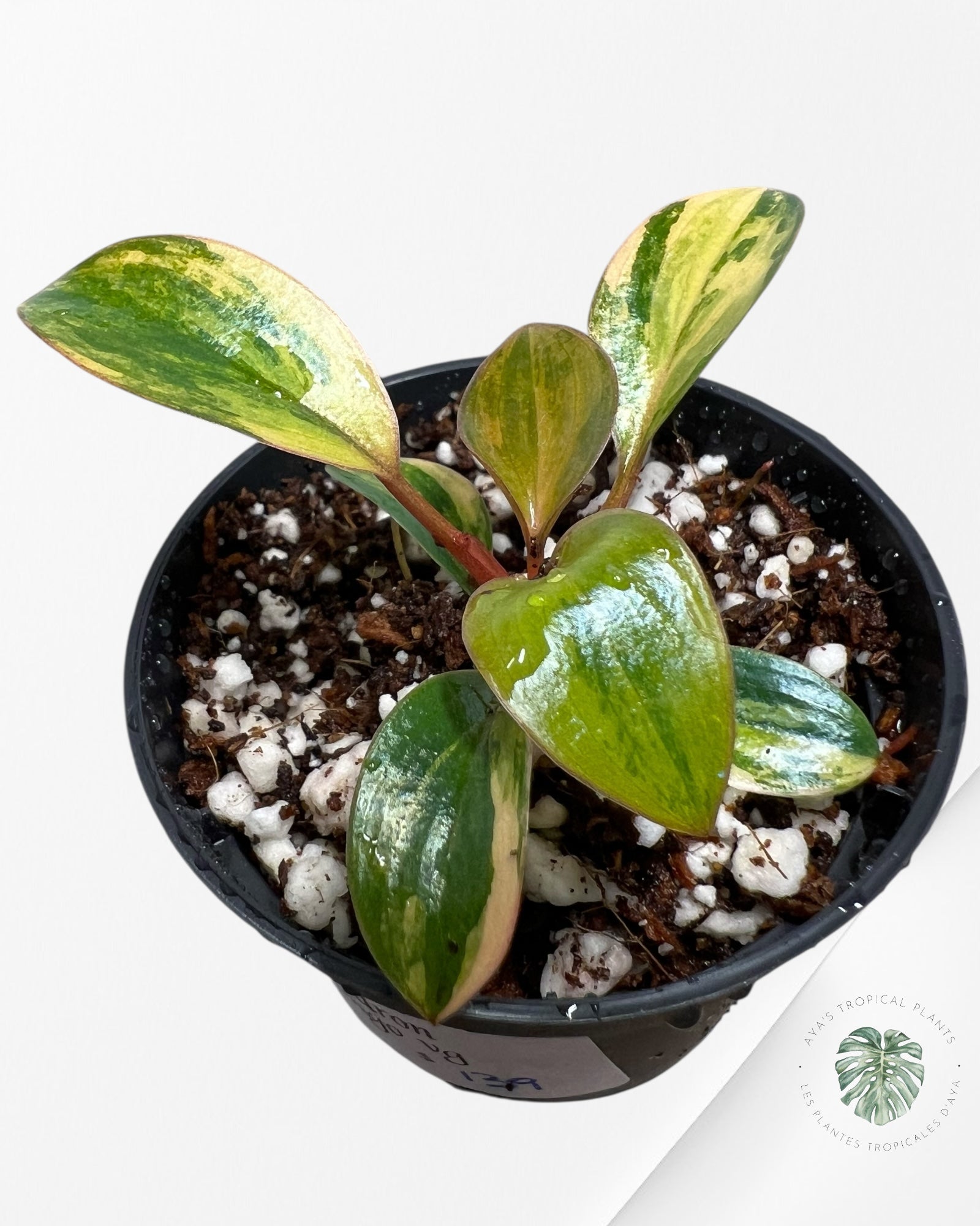 Philodendron Red Congo variegated - 400