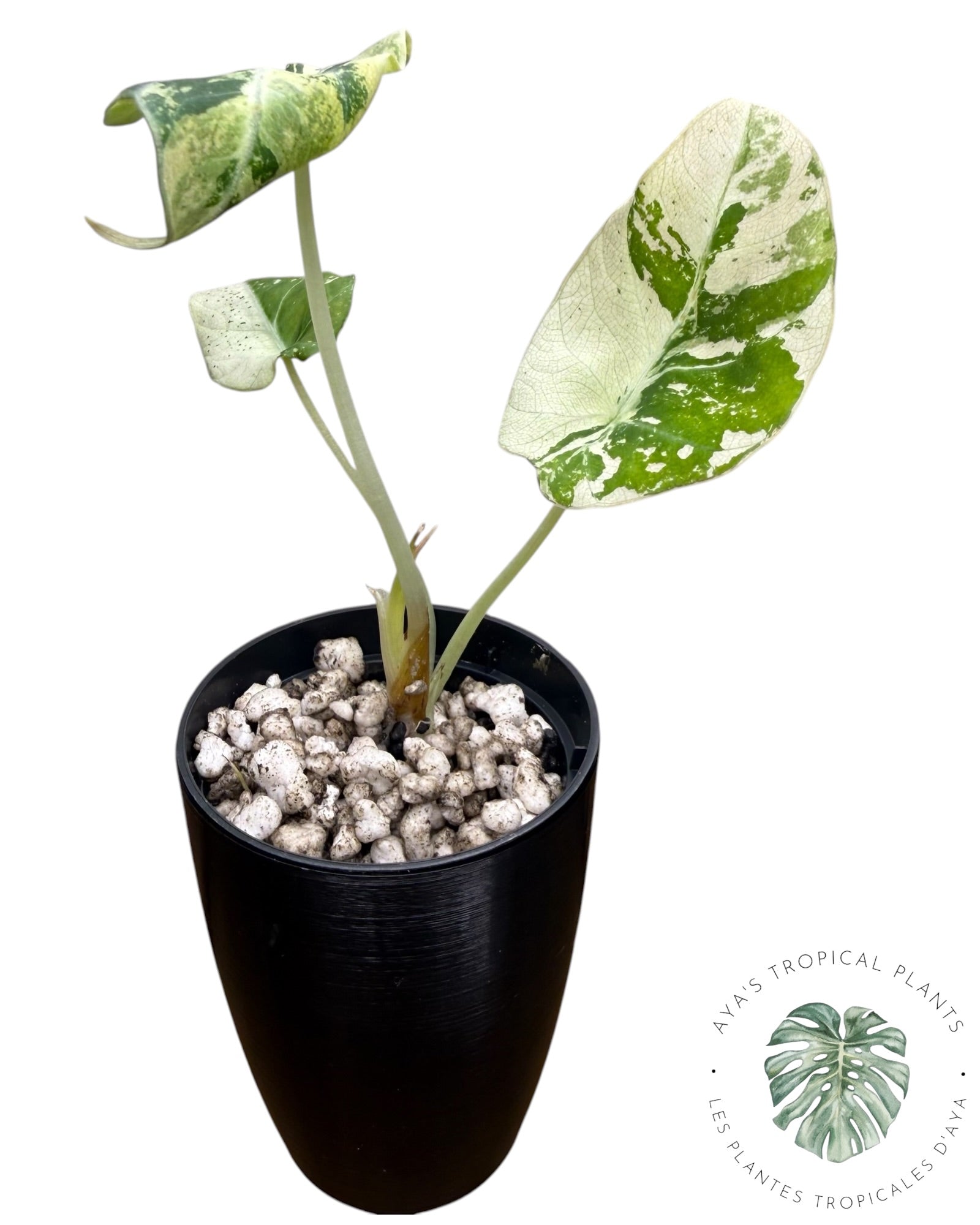 Alocasia Black Velvet Snowflake Variegated