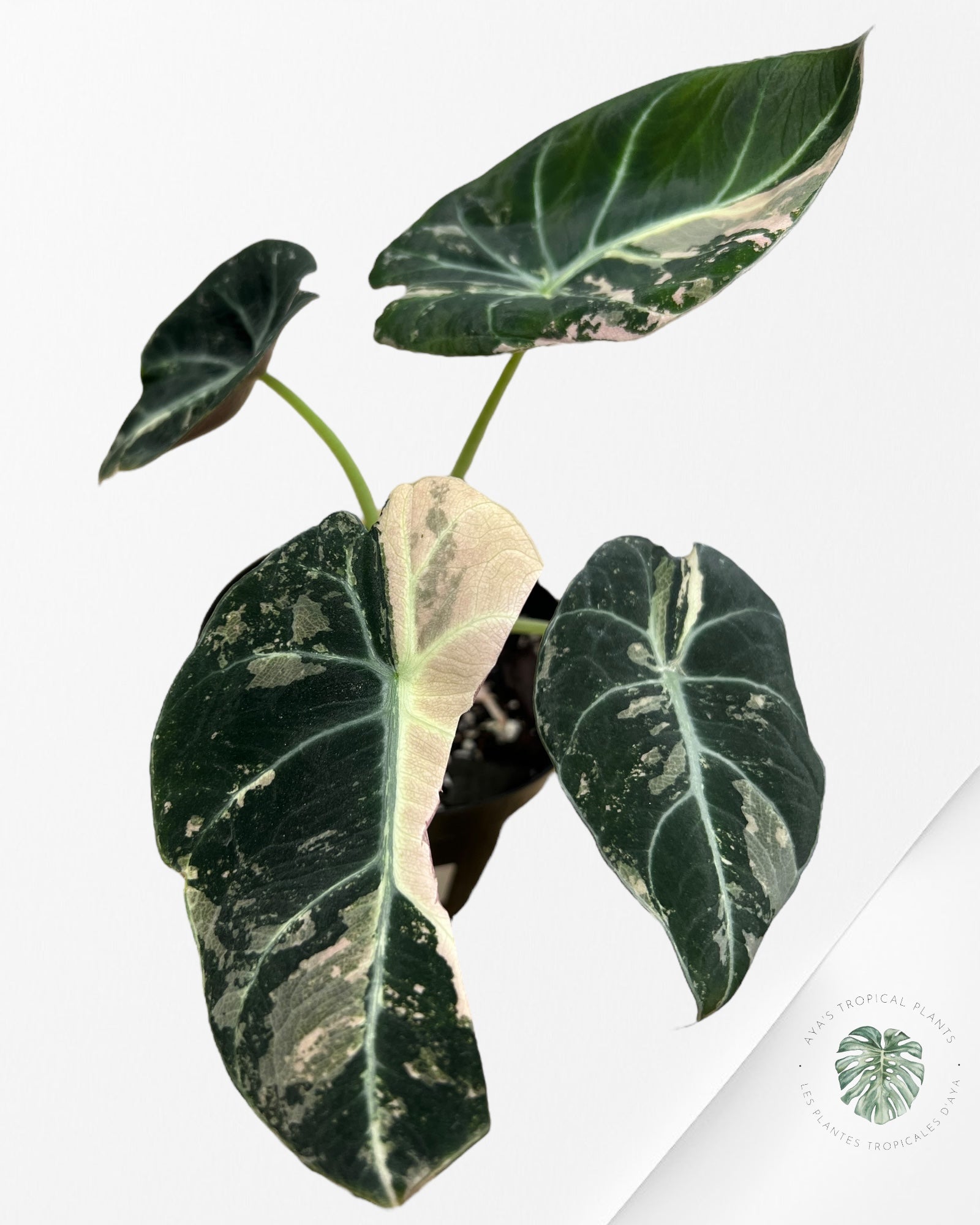 Alocasia Black Velvet Pink-E