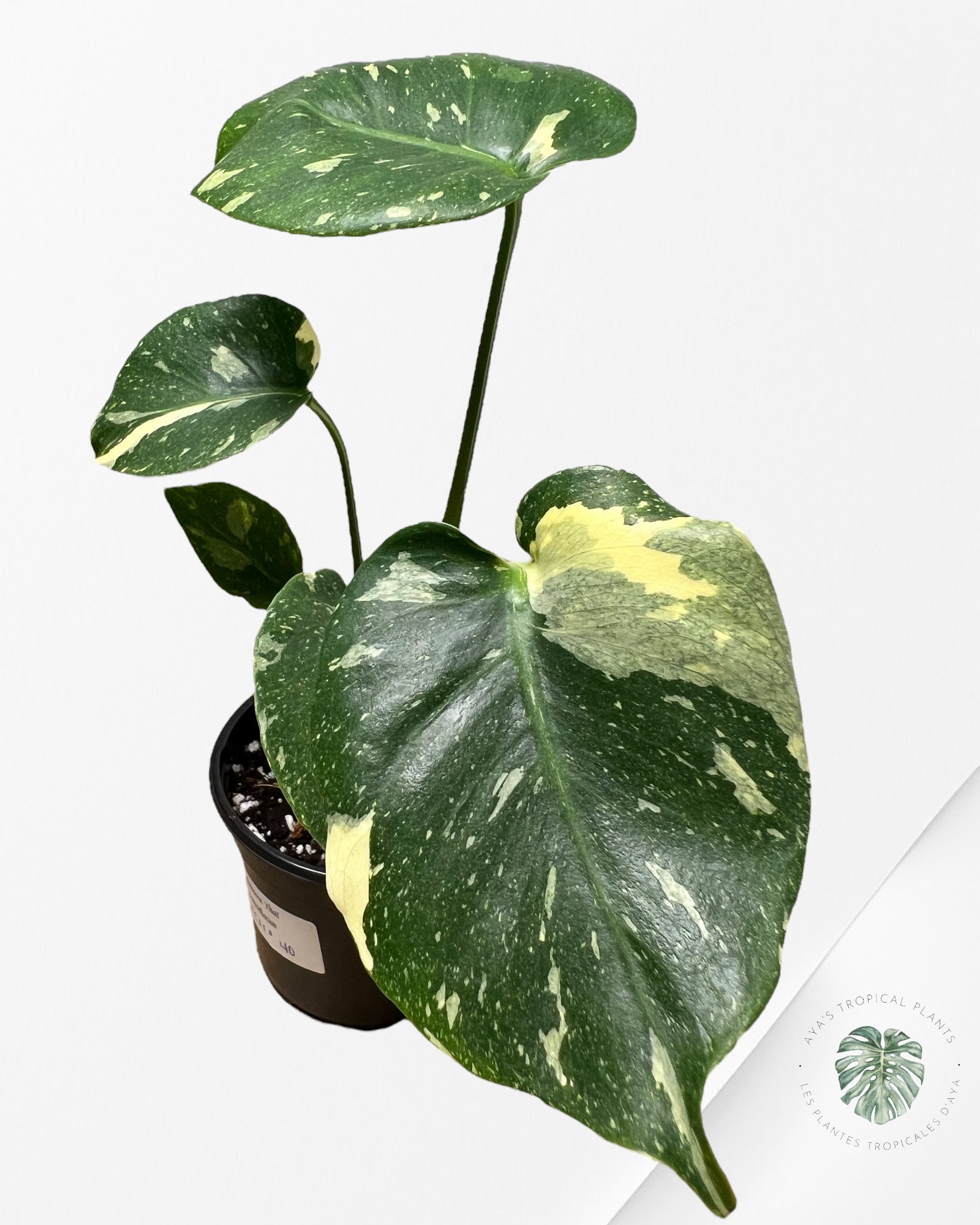 Monstera Thai Constellation-MTC11