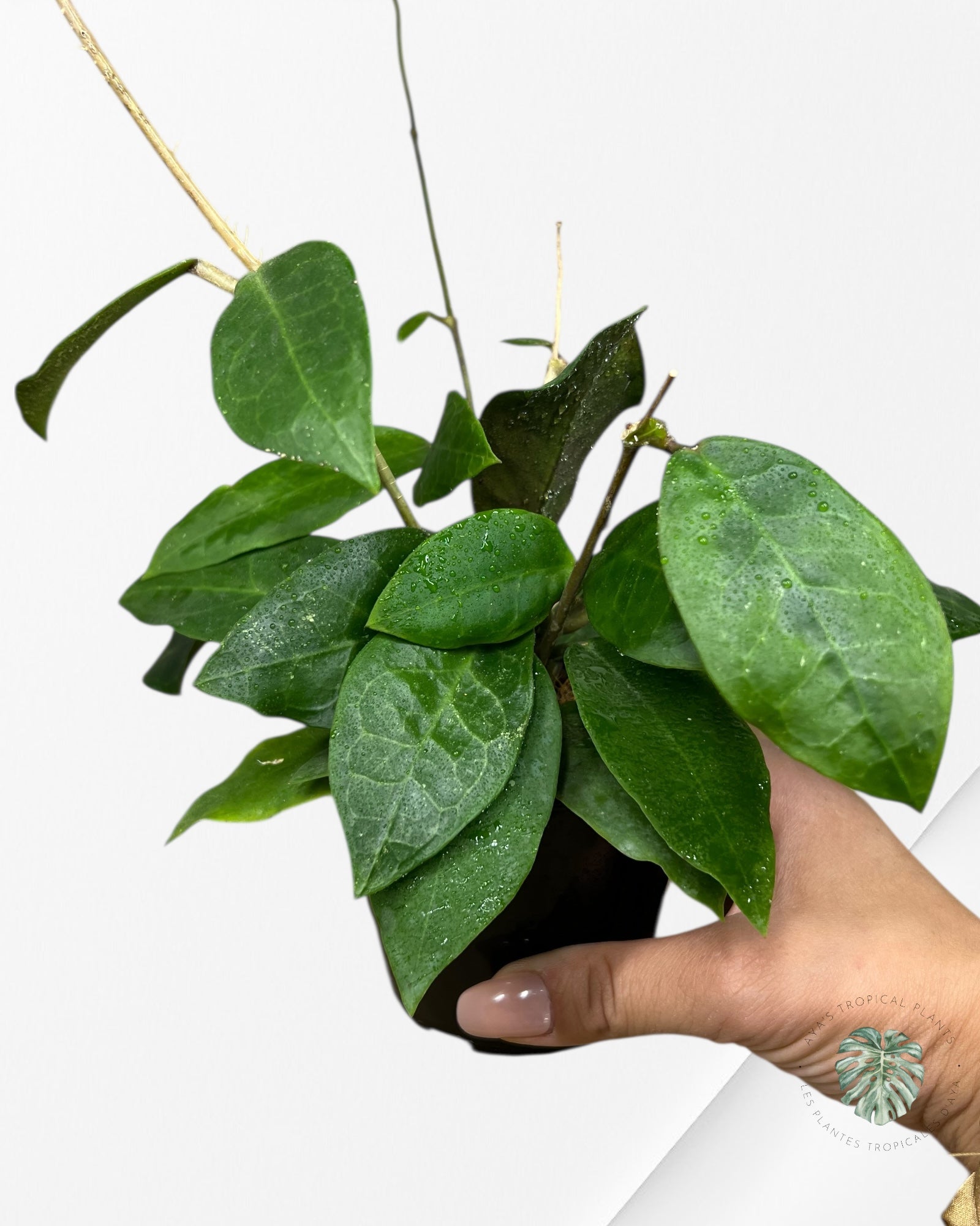 Hoya Patricia - F8