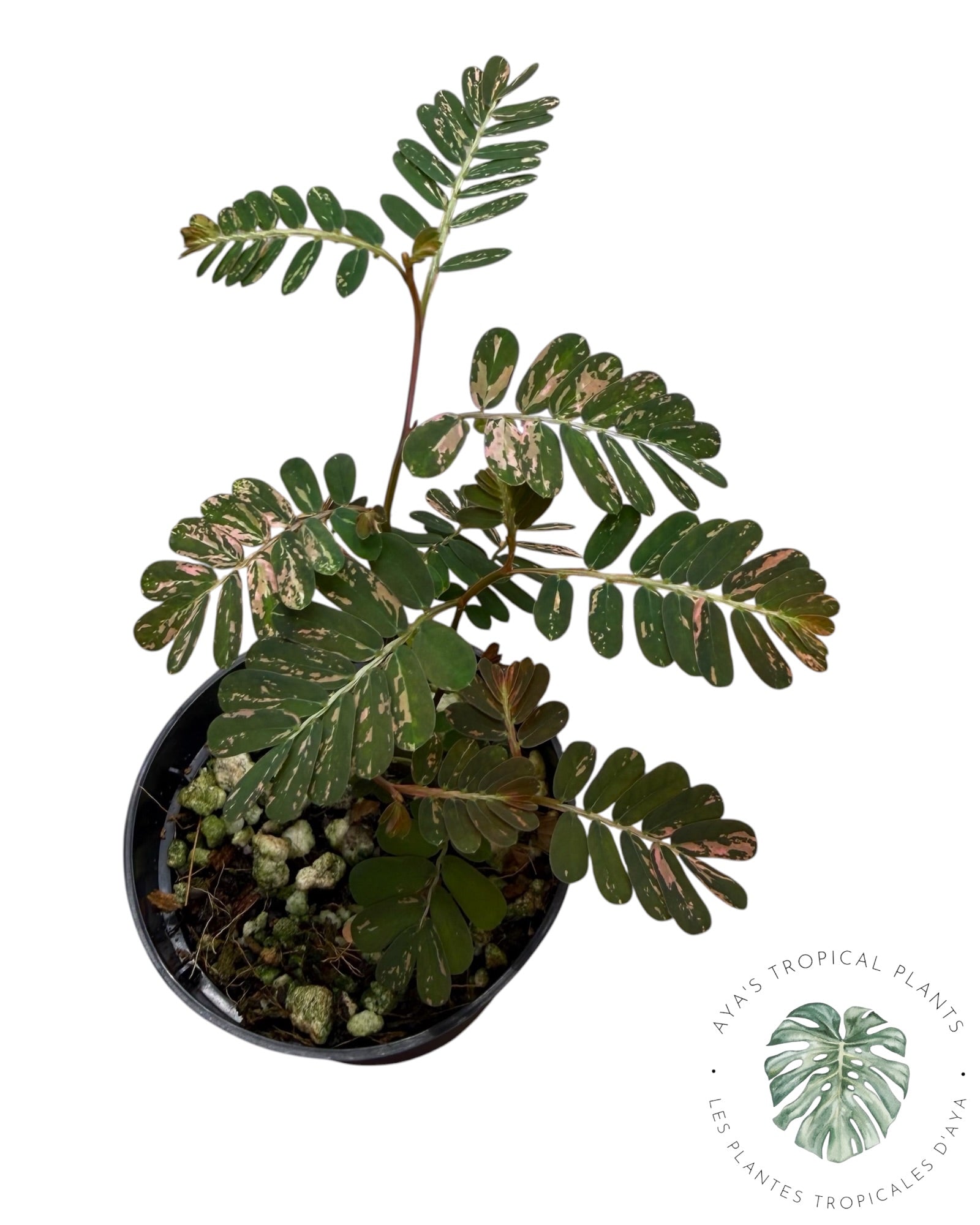 Phyllanthus urinaria 'Pink Variegated