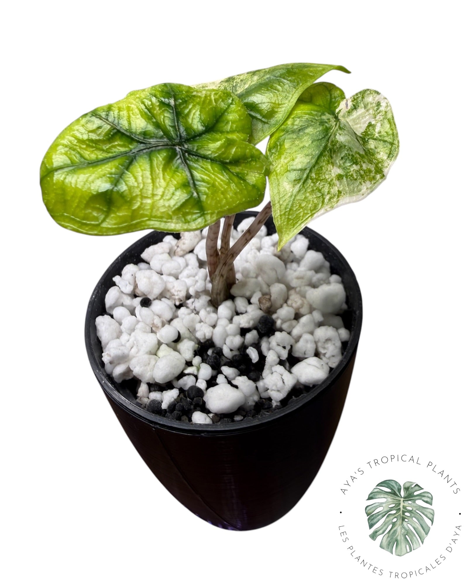 Alocasia Jacklyn panaché (Grade A)