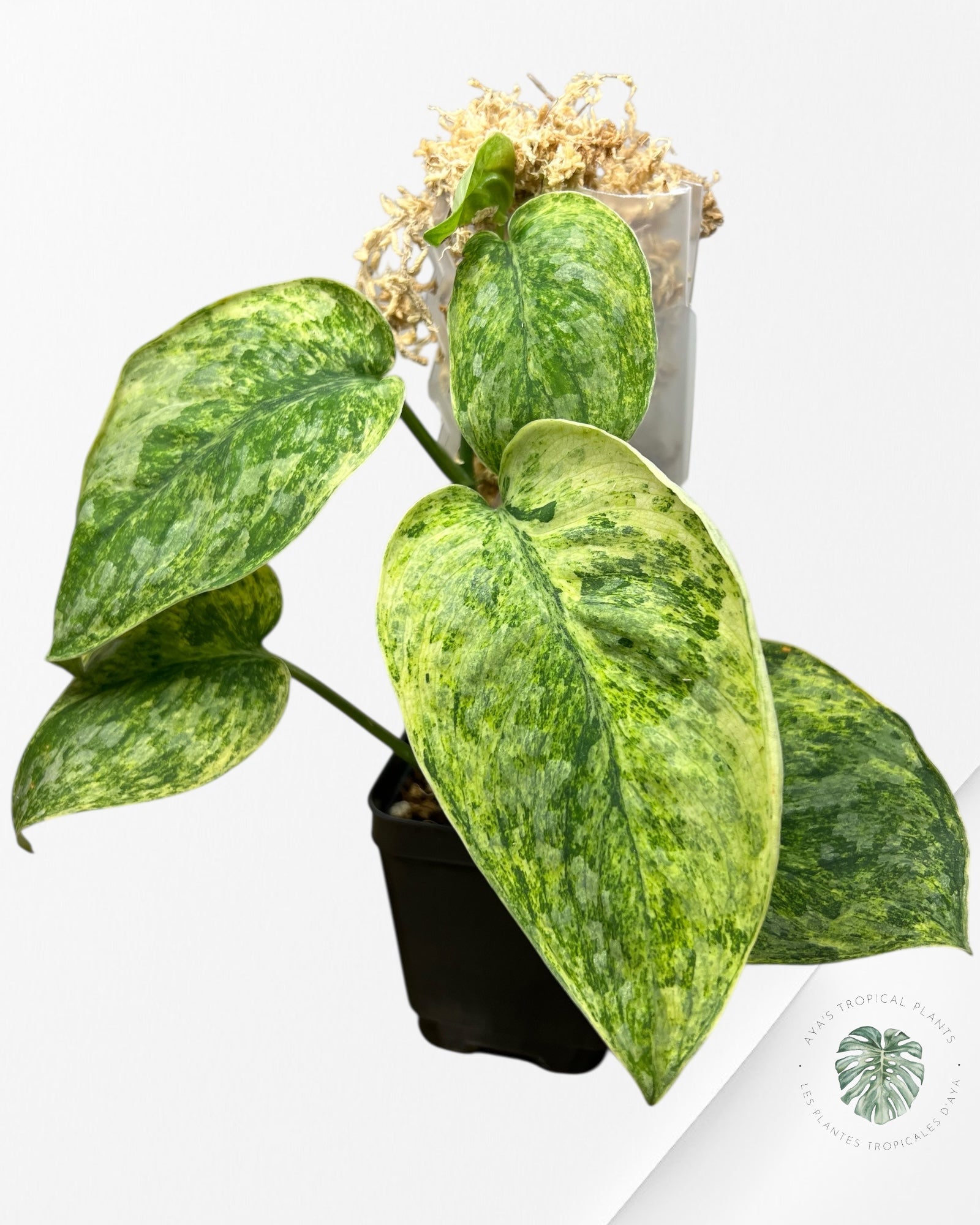 Scindapsus Tembaga-EXP60