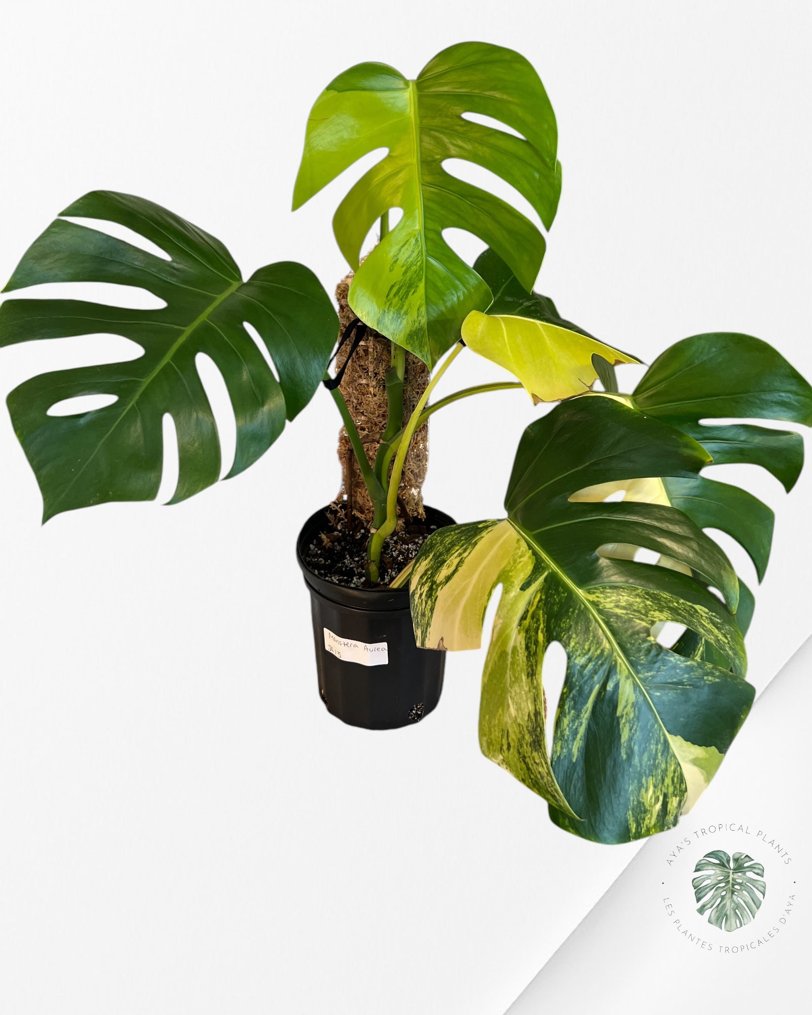 Monstera Aurea -JA13