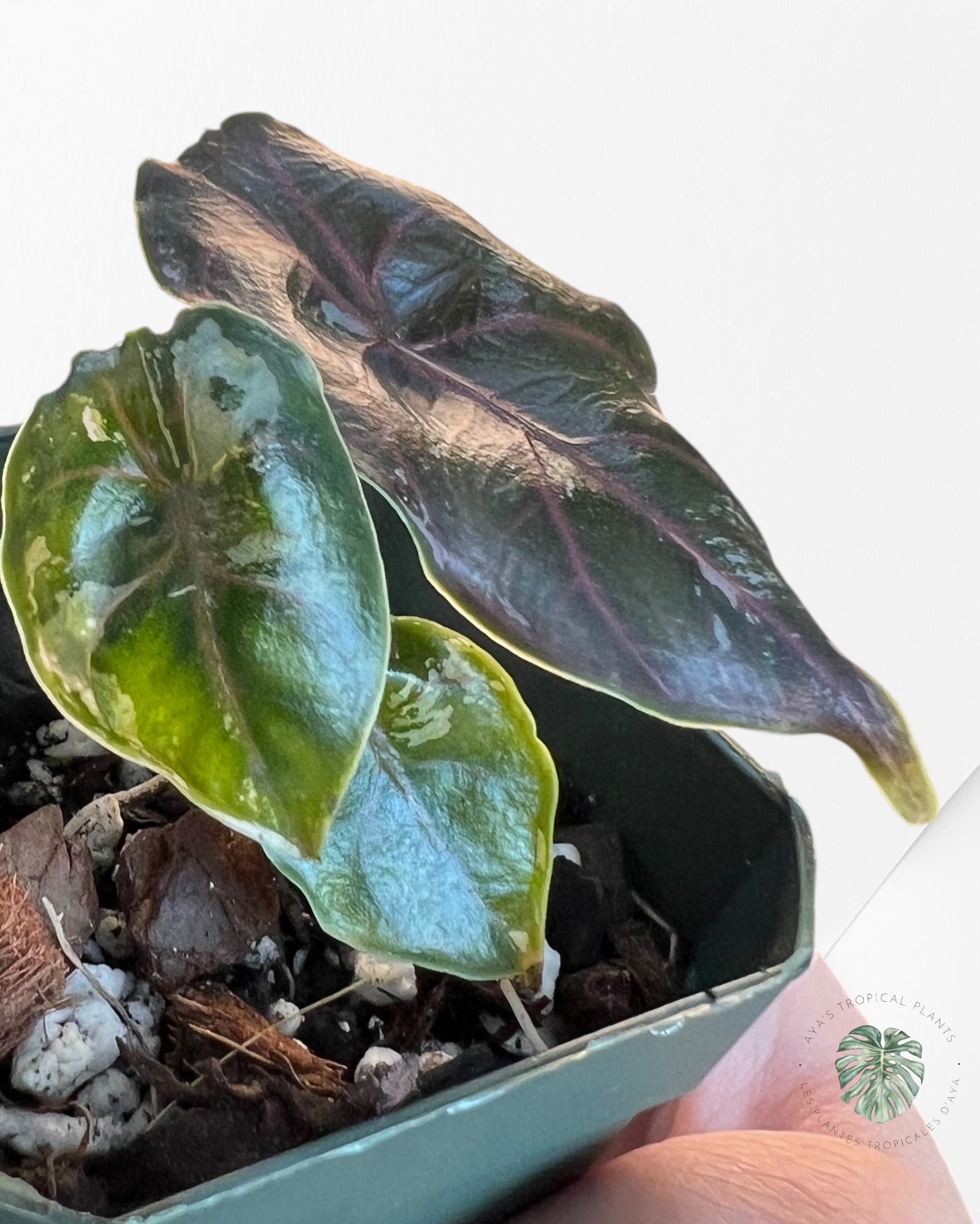 Alocasia Azlanii variegated-AAV3