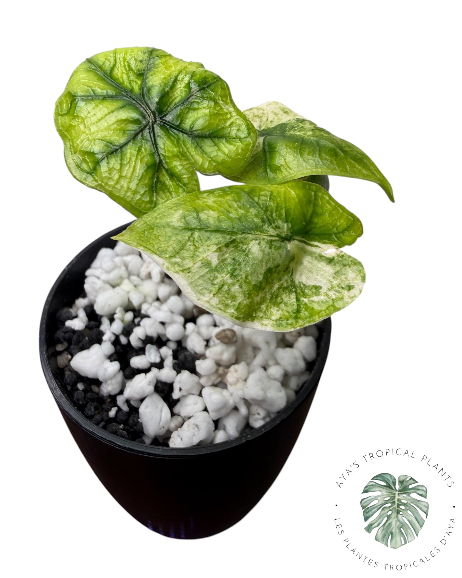 Alocasia Jacklyn panaché (Grade A)