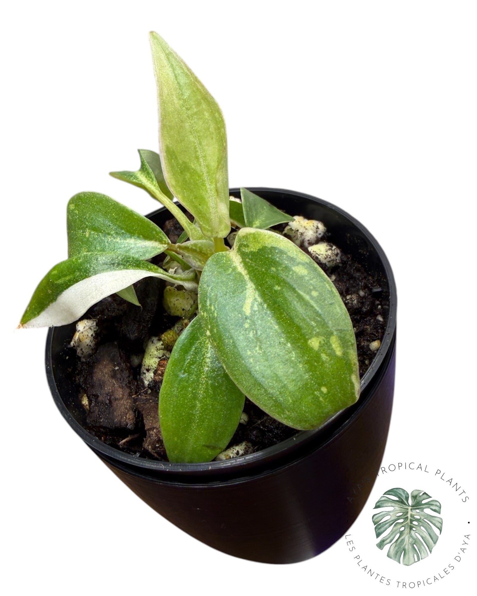 Philodendron Gloriosum Tricolor Variegated