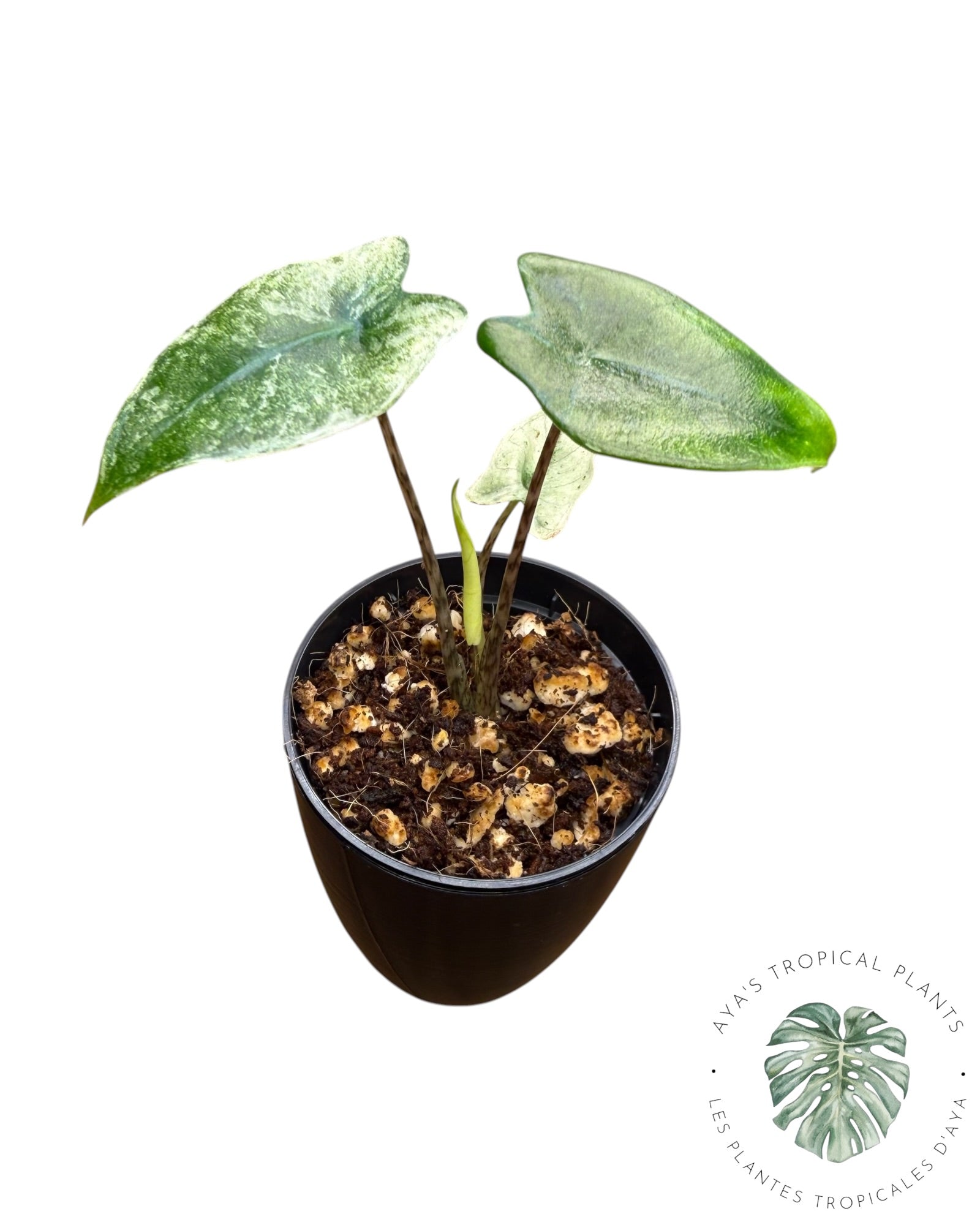 Alocasia Zebrina Mint