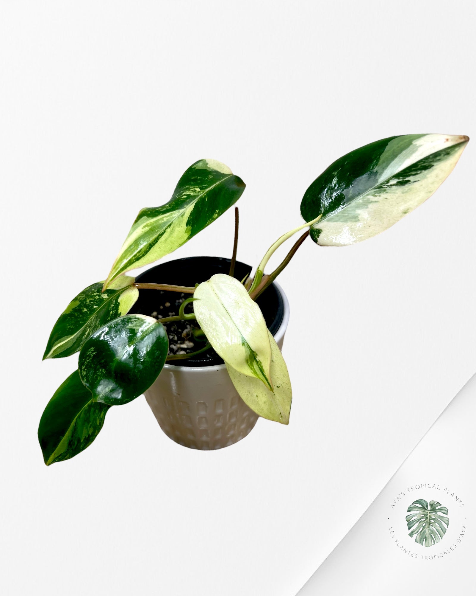 Philodendron Emerald Ice Aurea - D