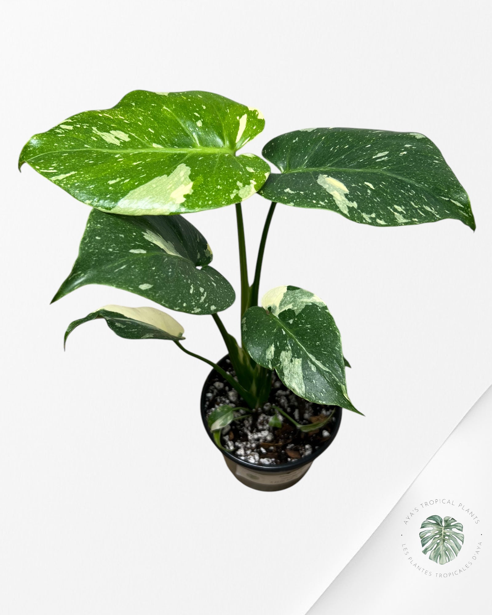 Monstera Thai Constellation-MTC12