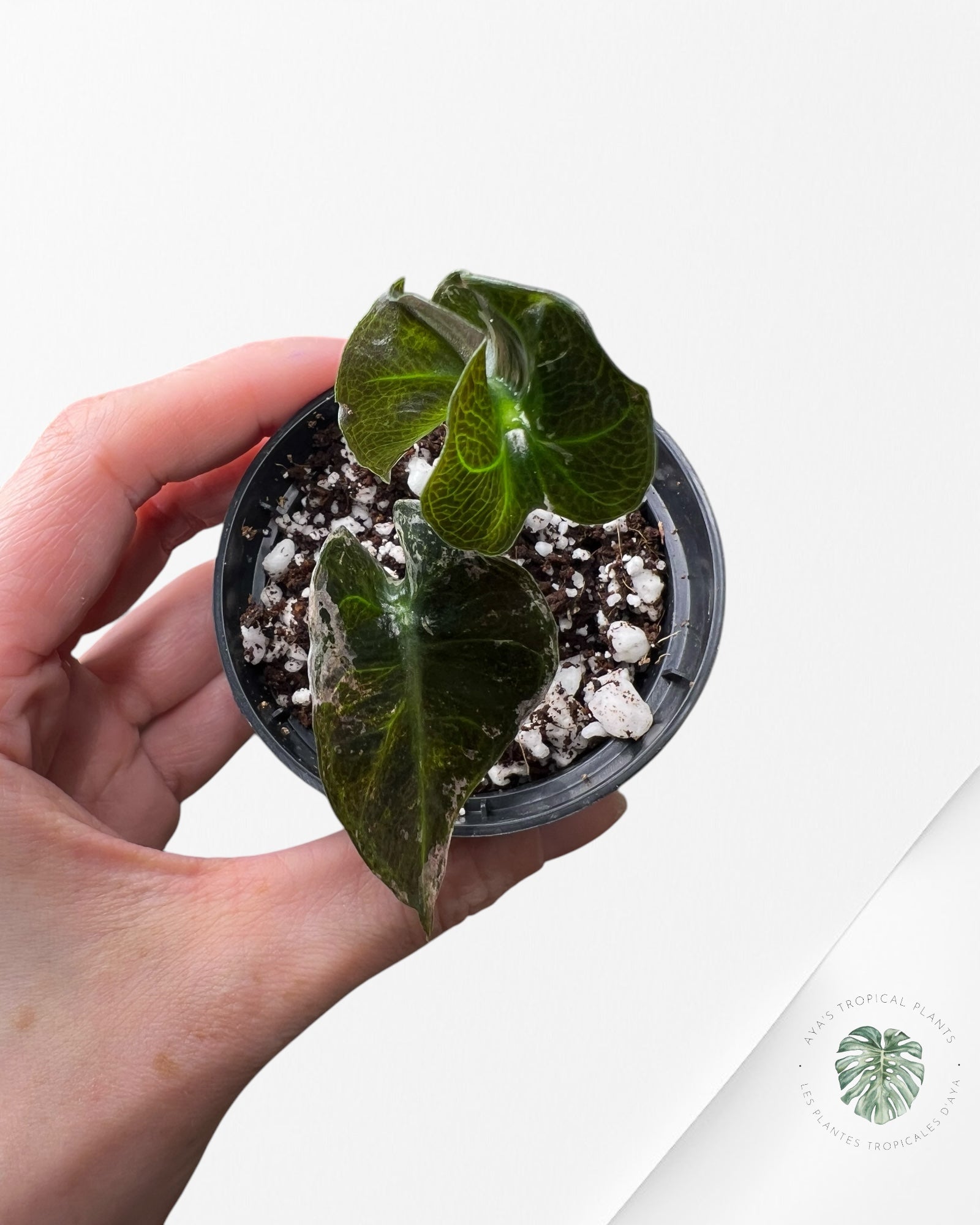 Alocasia Polly Variegata (rose de catégorie A) - T7