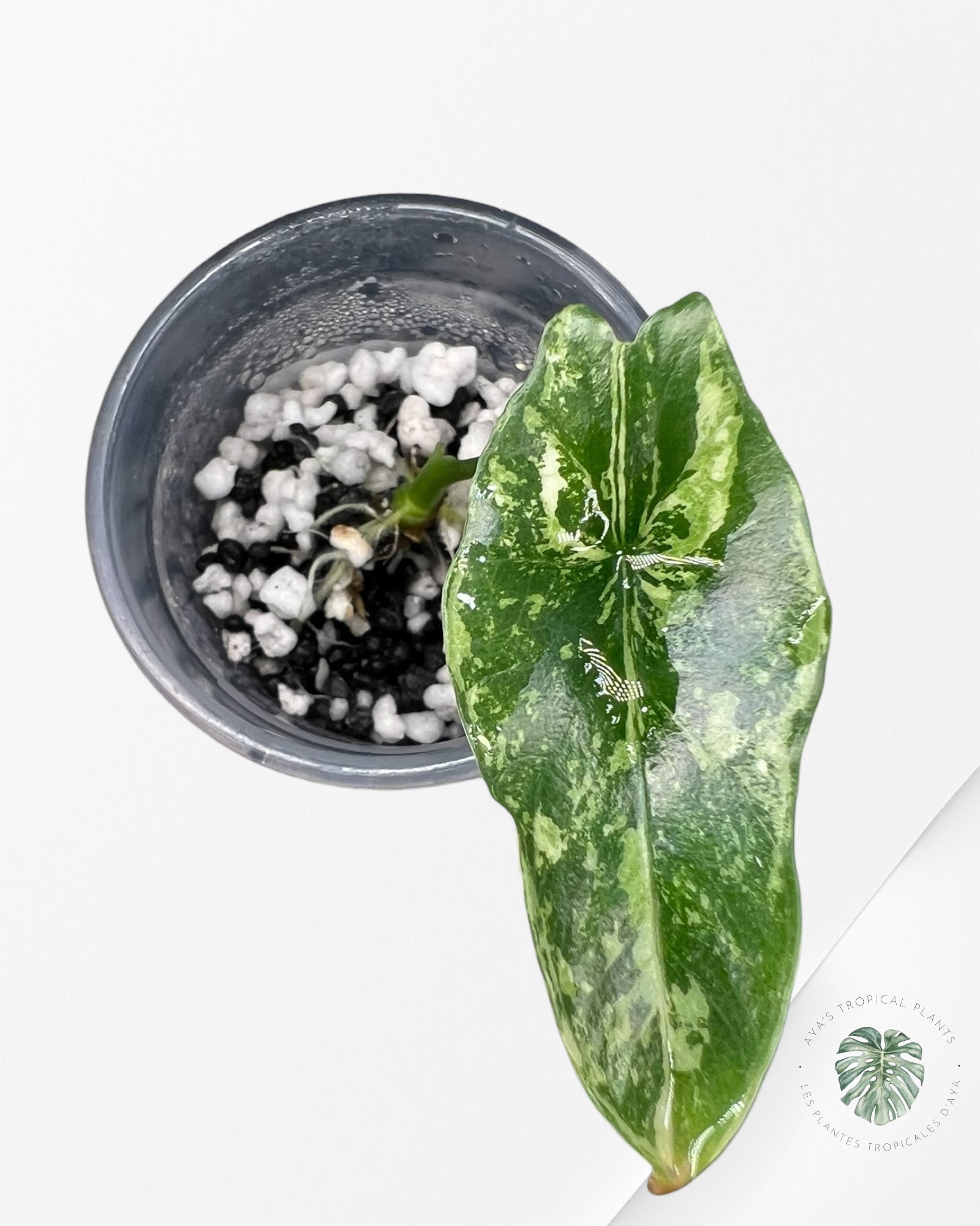 Alocasia Dragon Scale Aurea Variegated