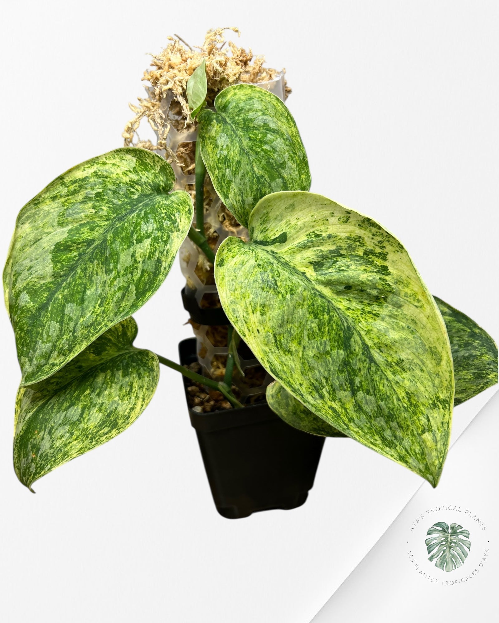 Scindapsus Tembaga-EXP60