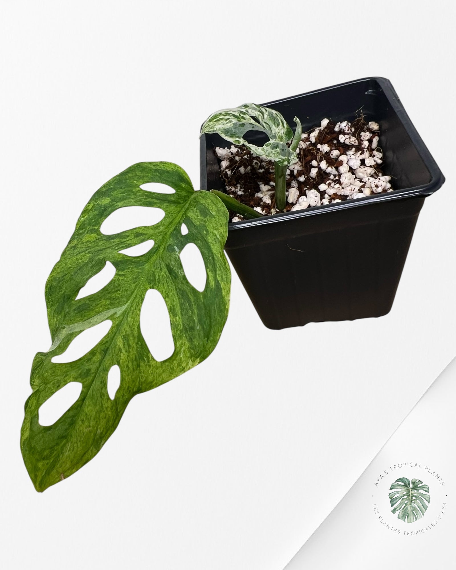 Monstera Frozen Freckle -LF1