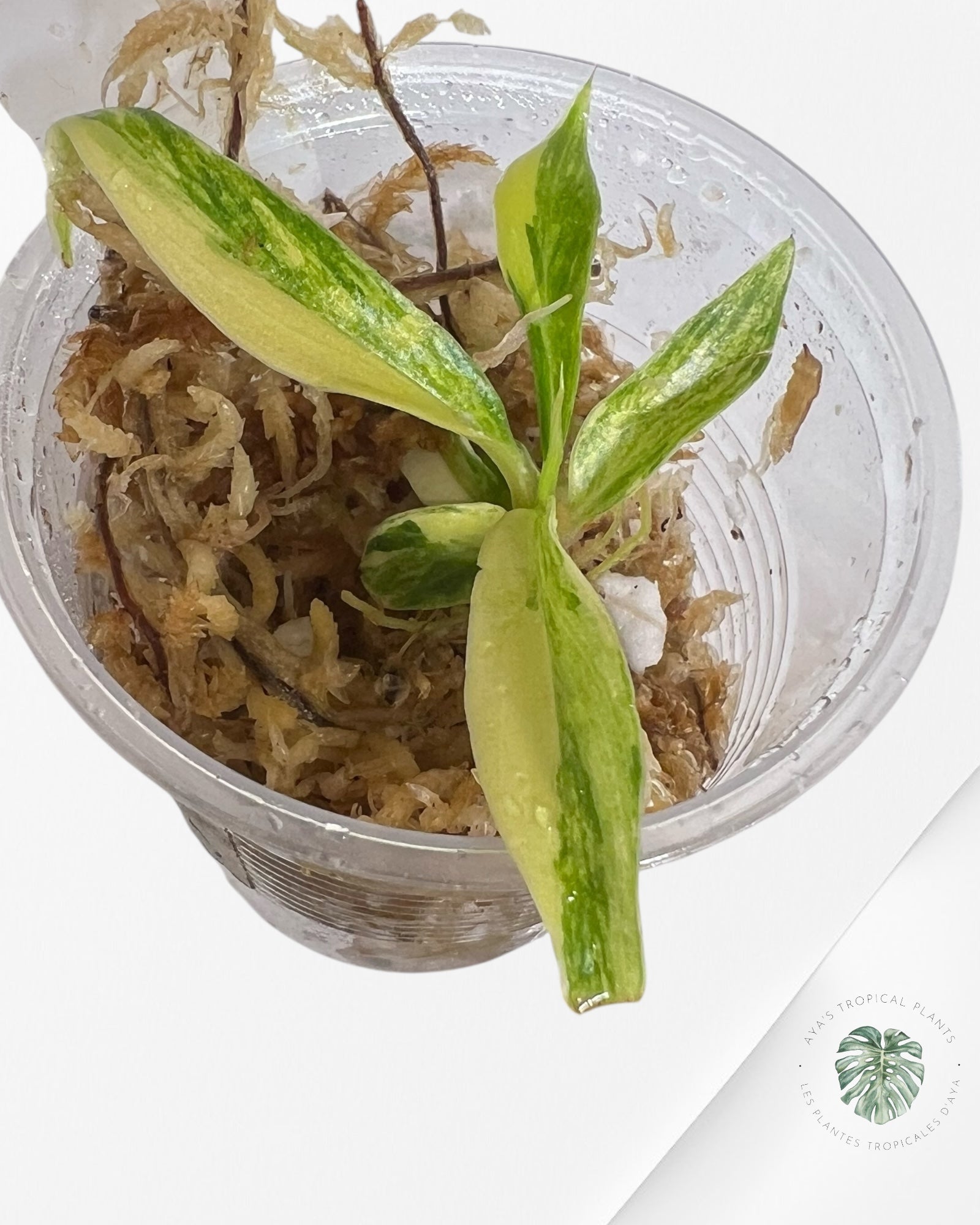 Philodendron Tortum Variegated - TC2