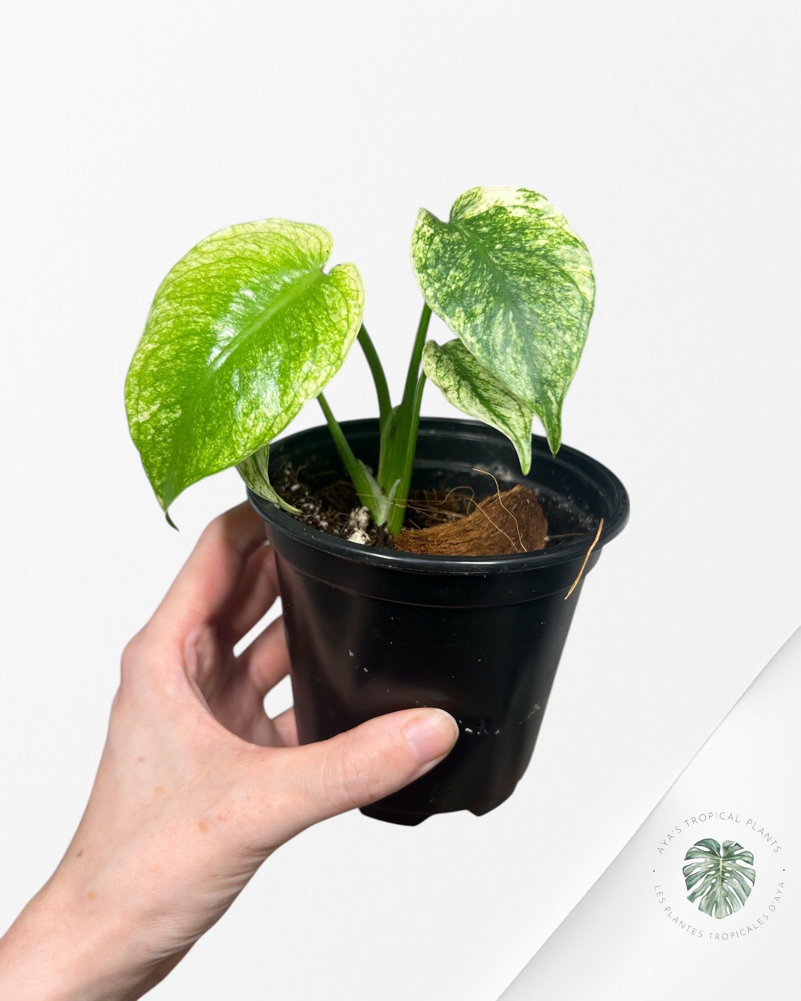 Monstera Deliciosa Mint - SA2