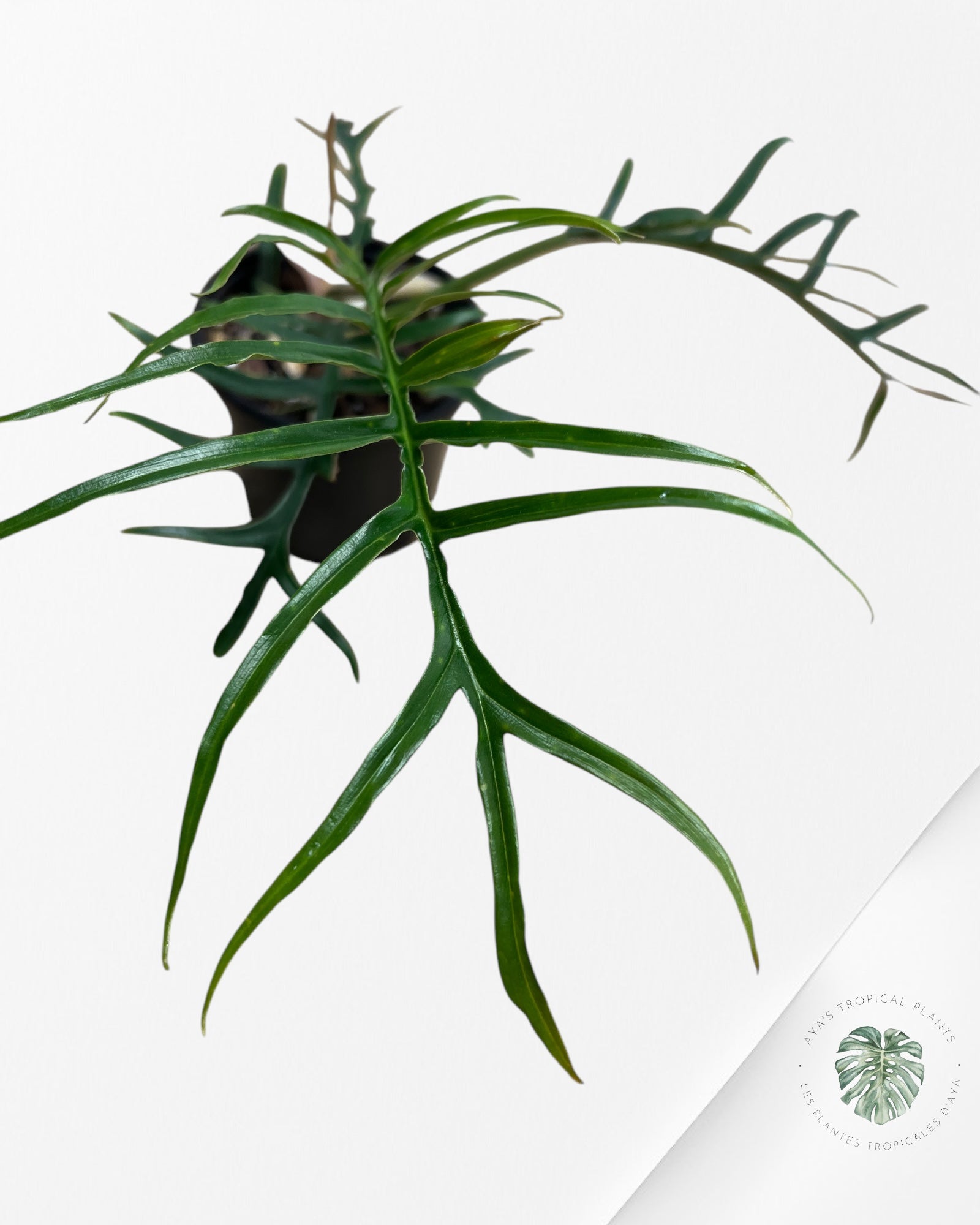 Philodendron 'Tortum' | Philodendron Bipinattifidum-A1