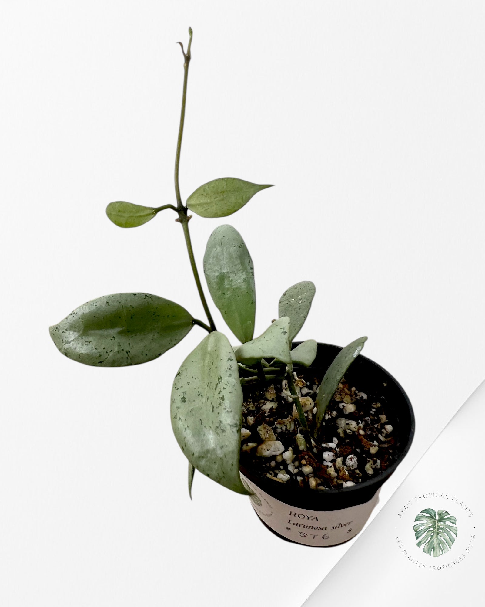 Hoya Lacunosa Silver - ST6