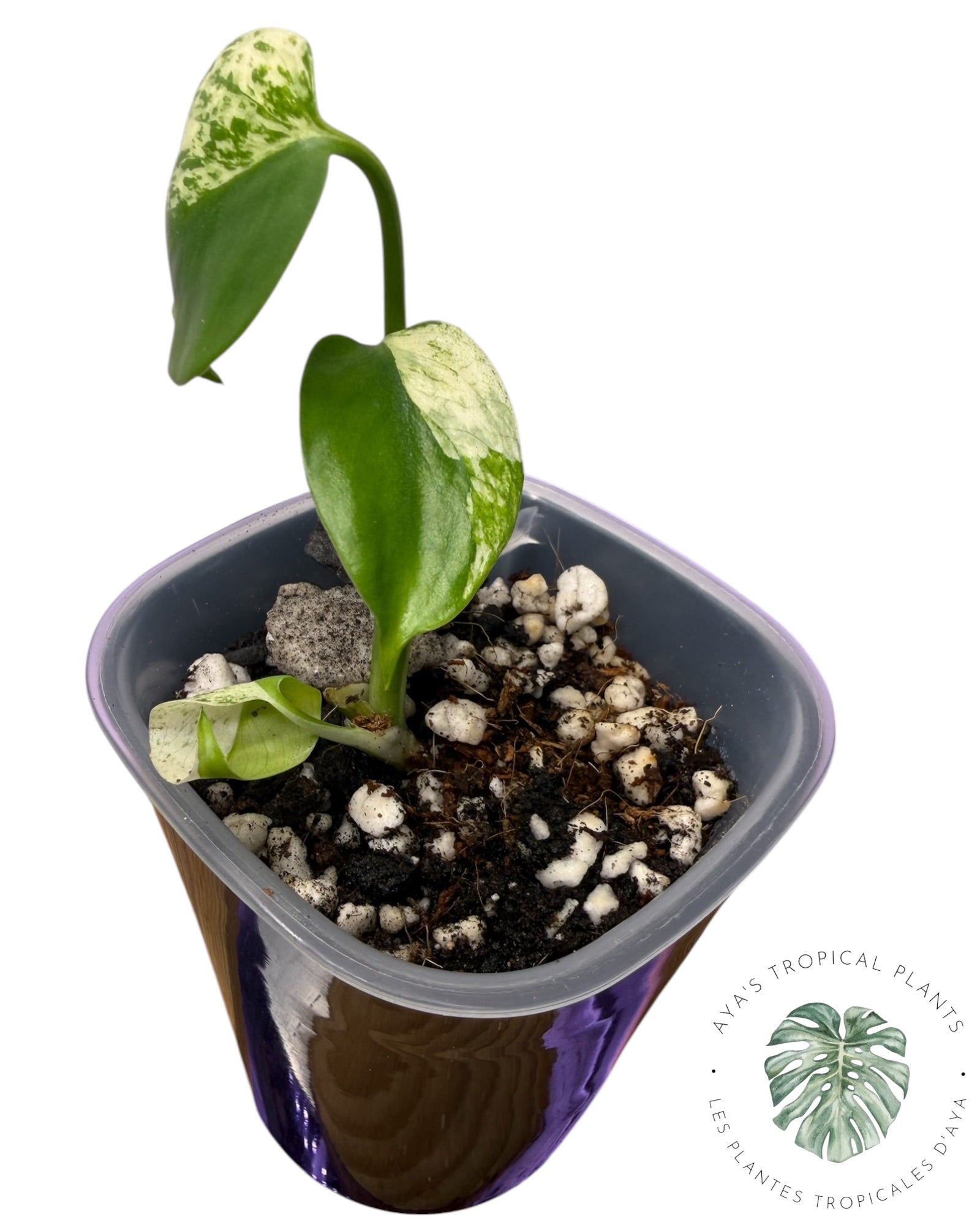 Monstera Deliciosa Starlight