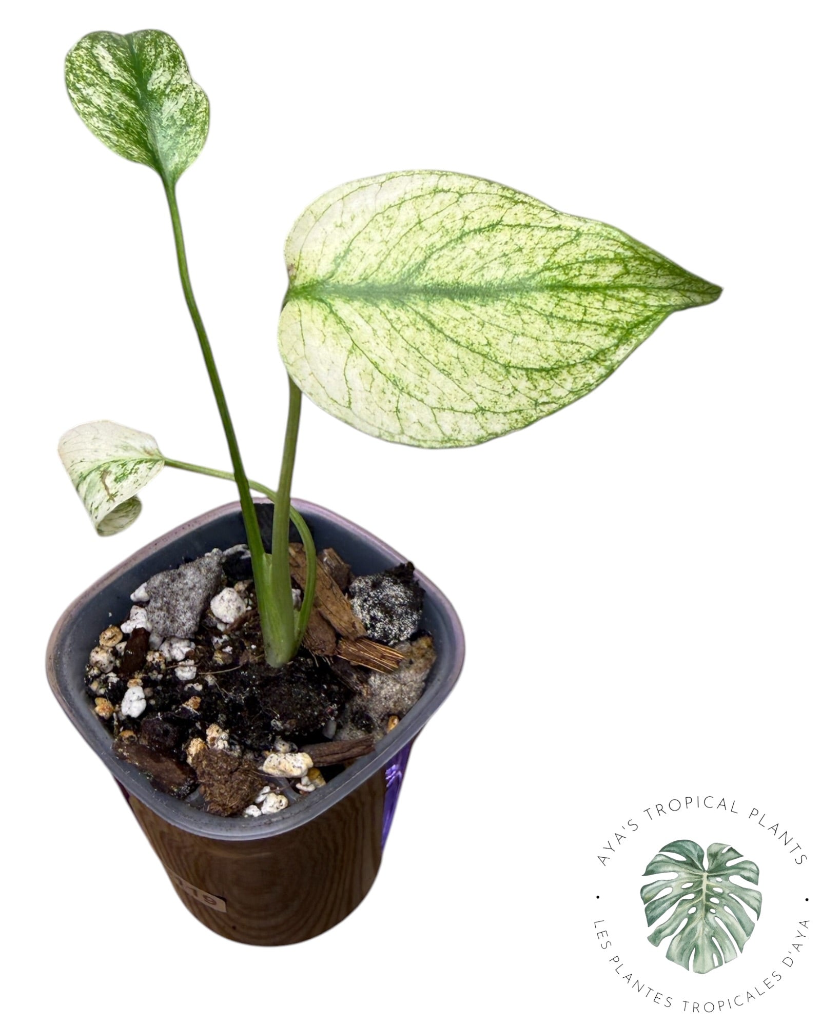 Monstera White Monster