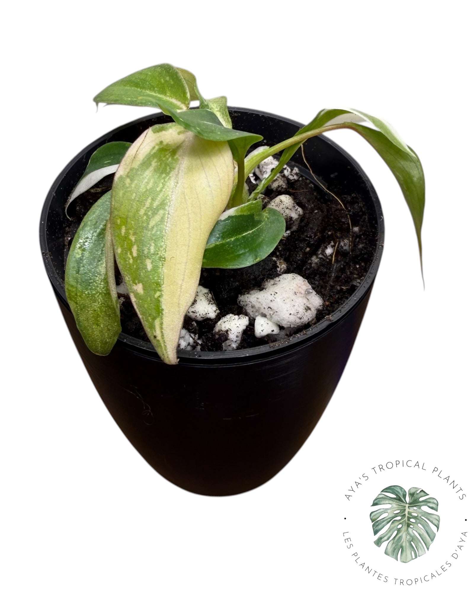 Philodendron Gloriosum Variegated