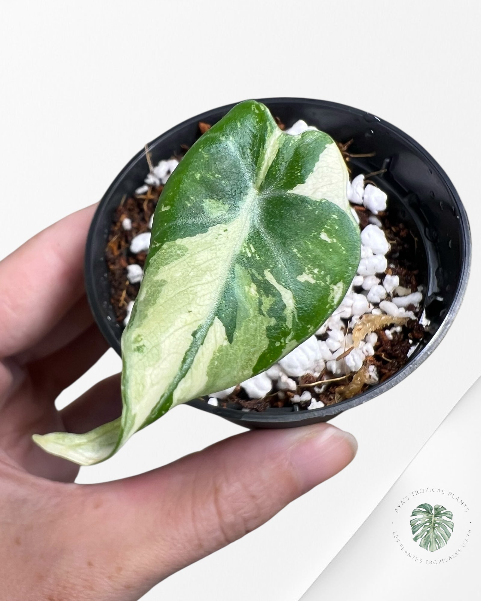 Alocasia Black Velvet Pink Variegated - 4