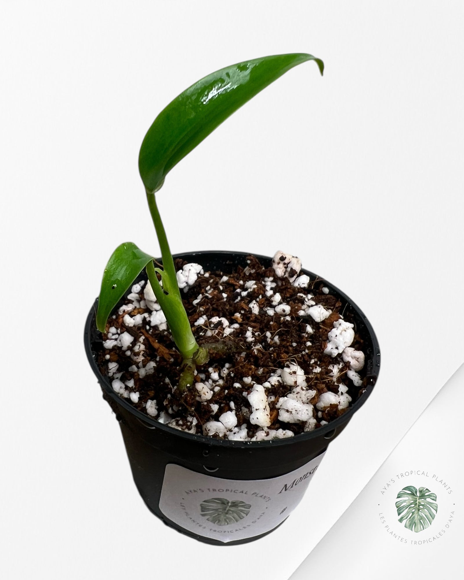 Monstera Burle Marx Flame - 2