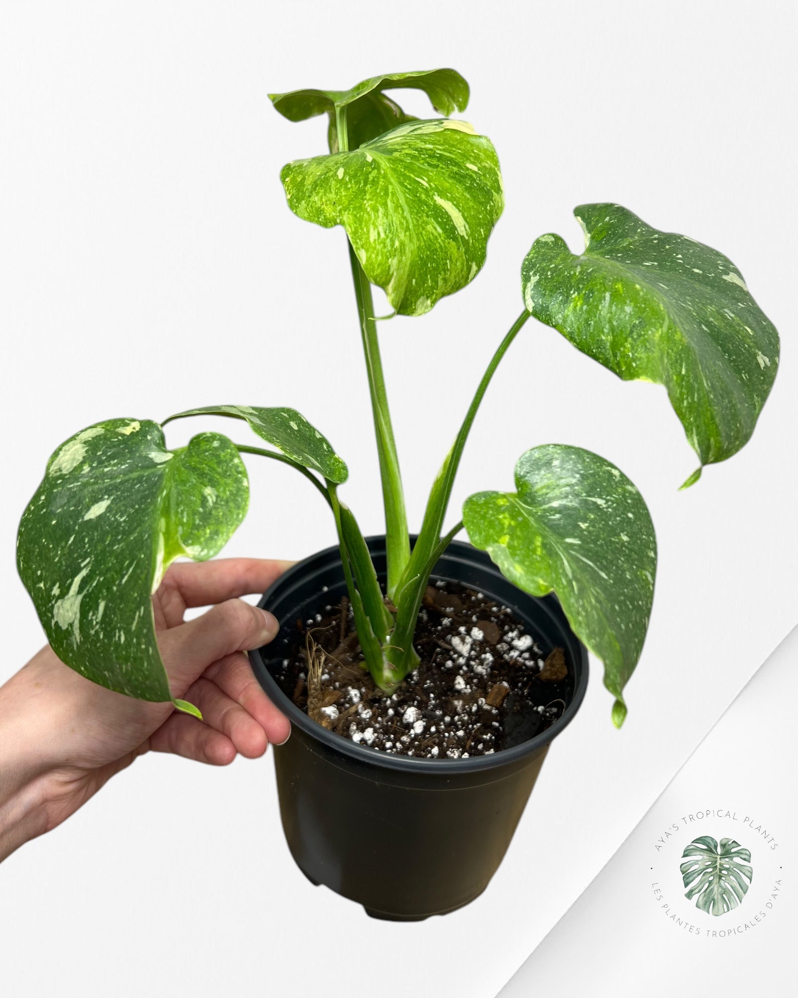 Monstera Miracle Tricolor -MTT220