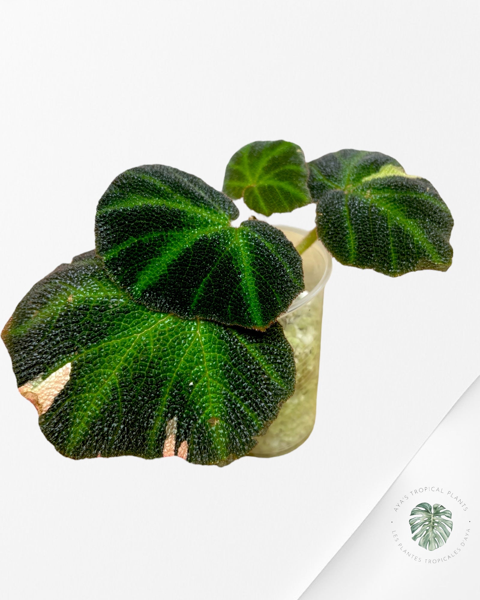 Begonia soli-mutata variegated - T3