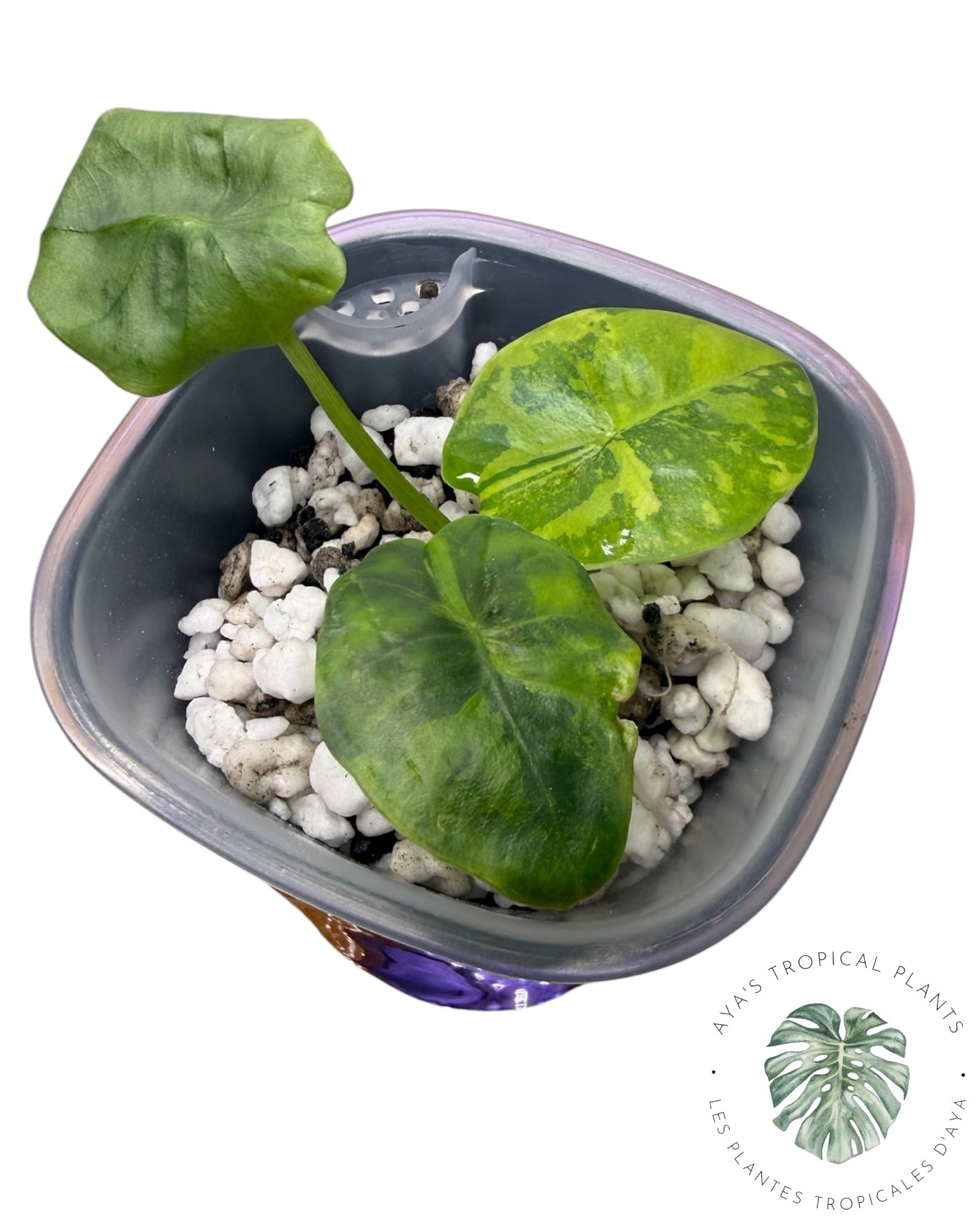 Alocasia Reginae Aurea