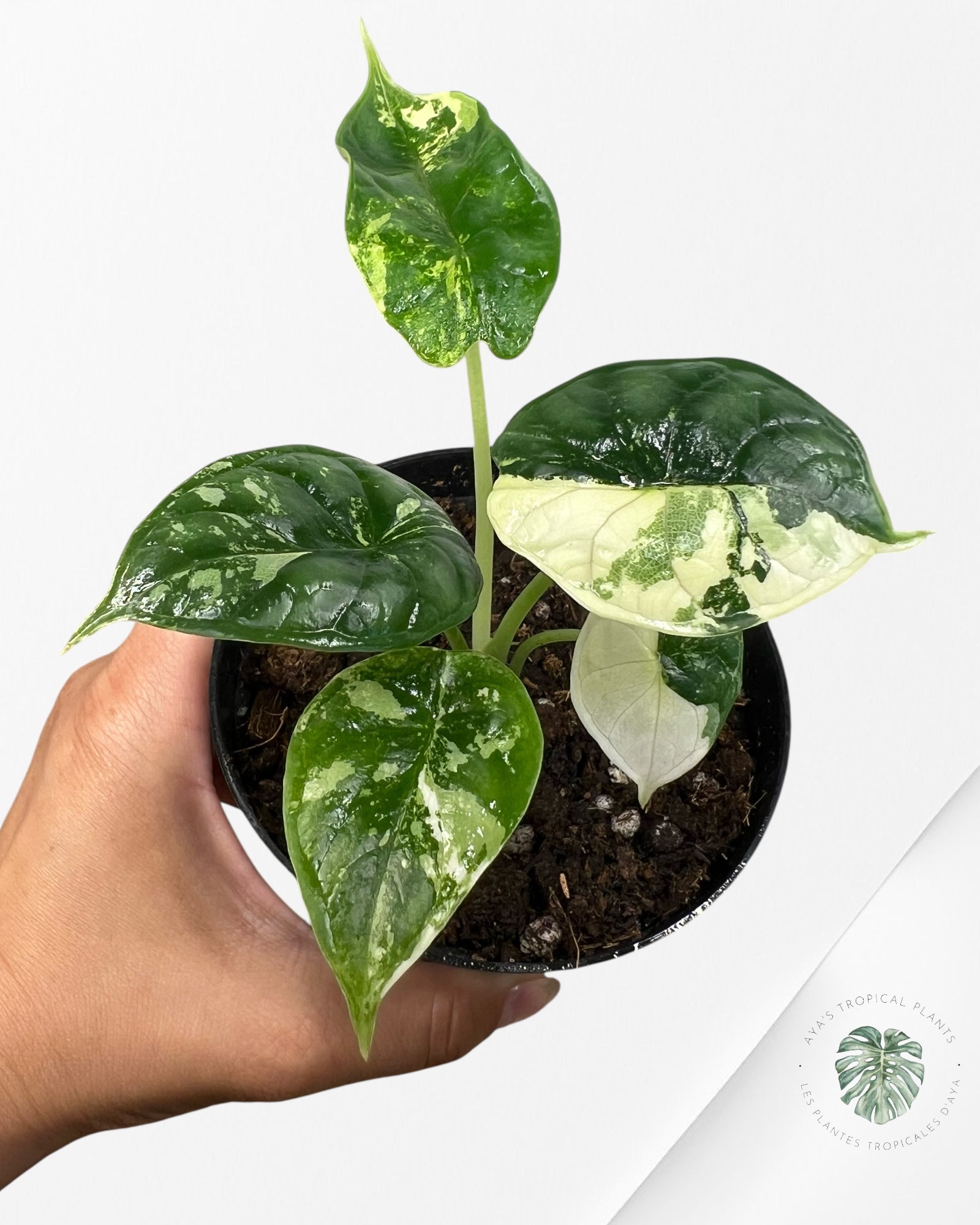 Alocasia baginda ' Dragon Scale’ variegated - F1