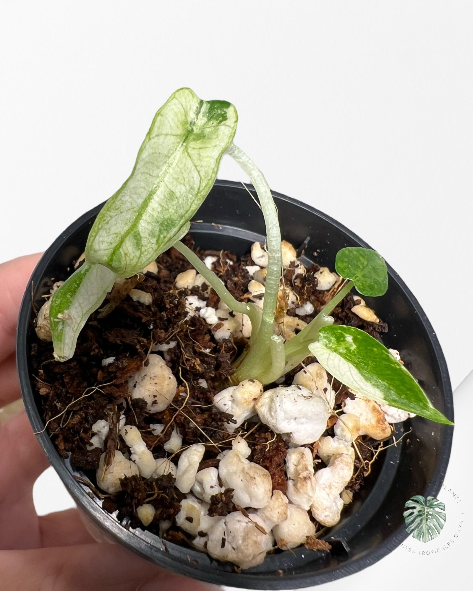 Alocasia Bambino Variegated - 51