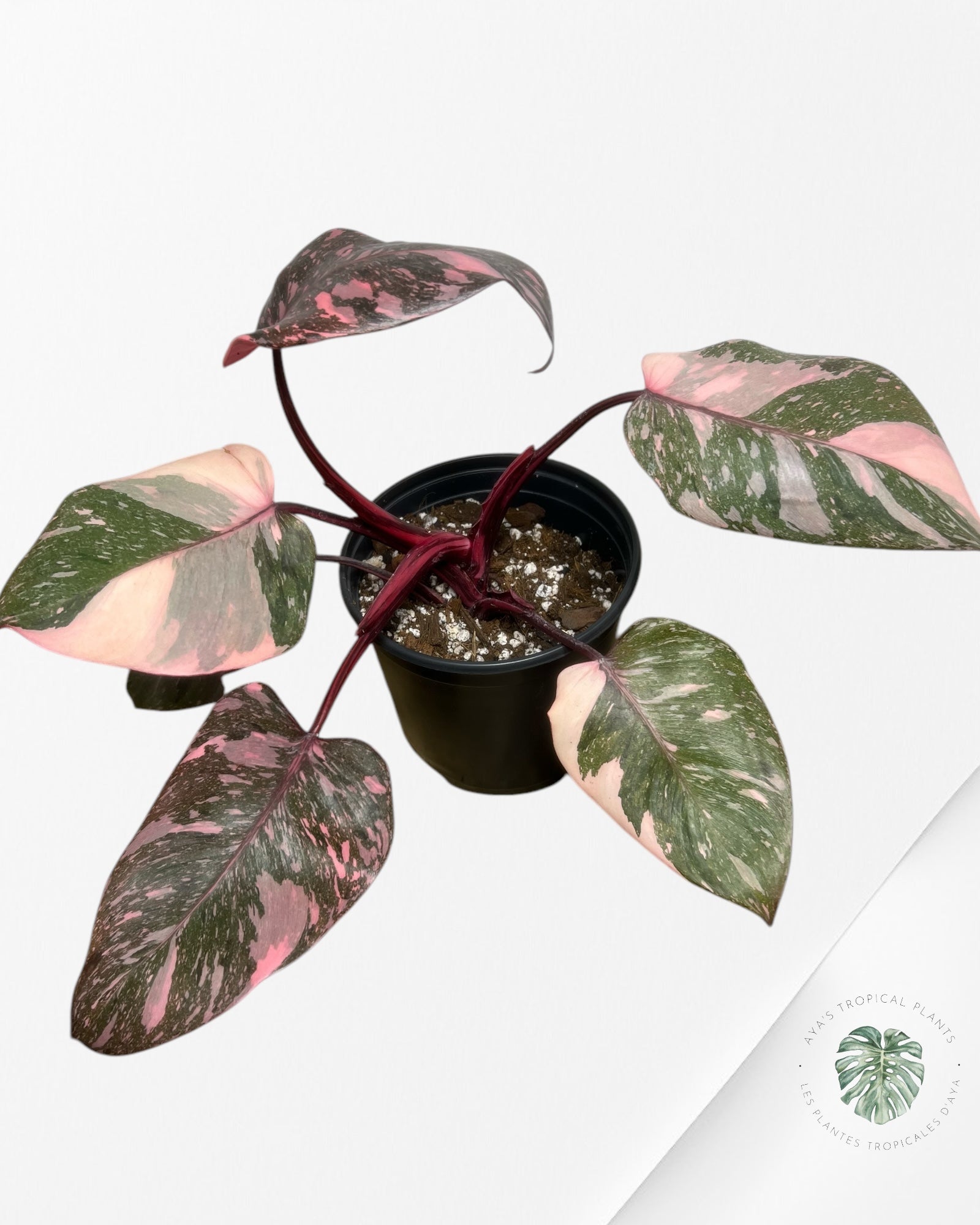 Philodendron Pink Galaxy - T5