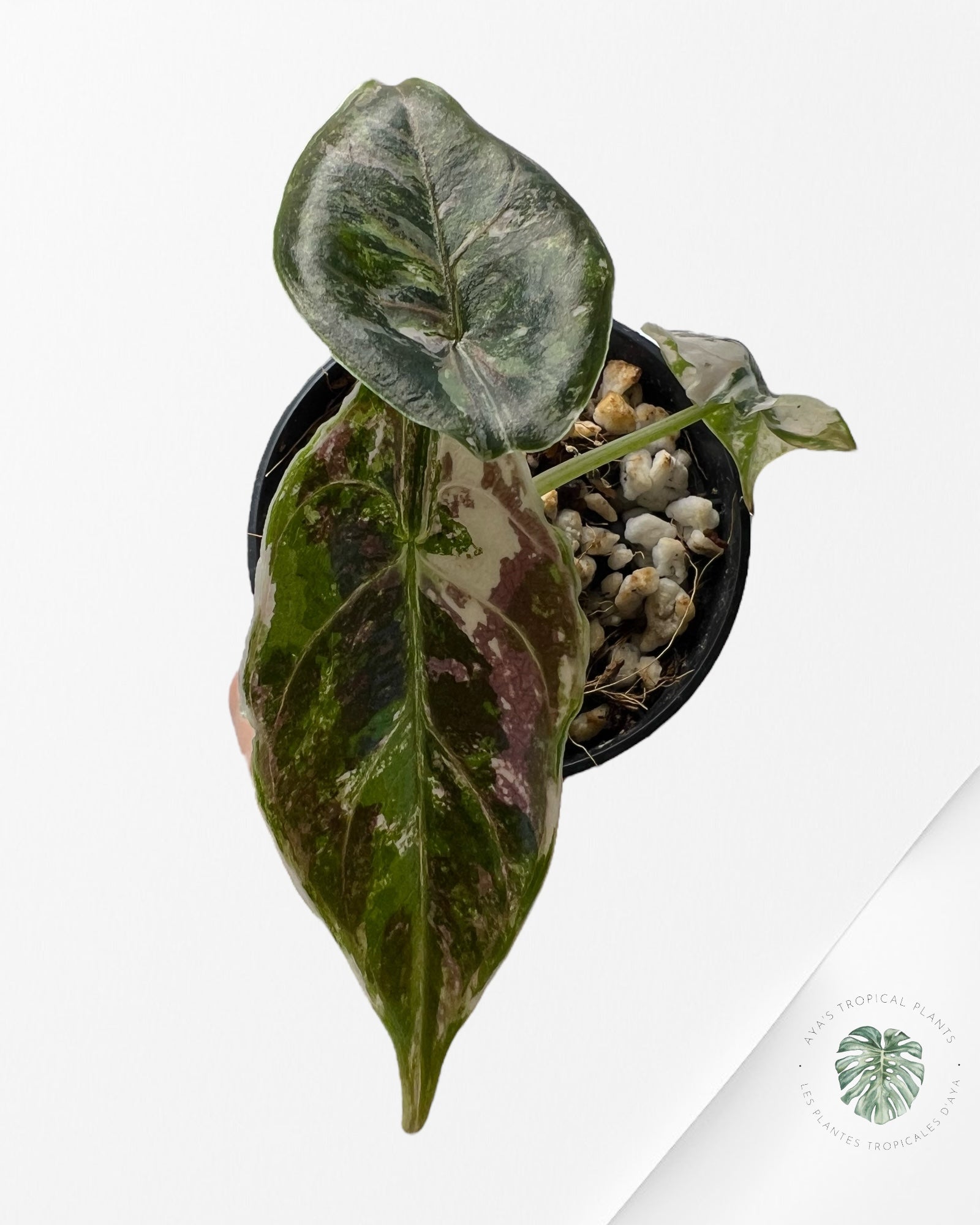 Alocasia Azlanii Pink Variegated - 02