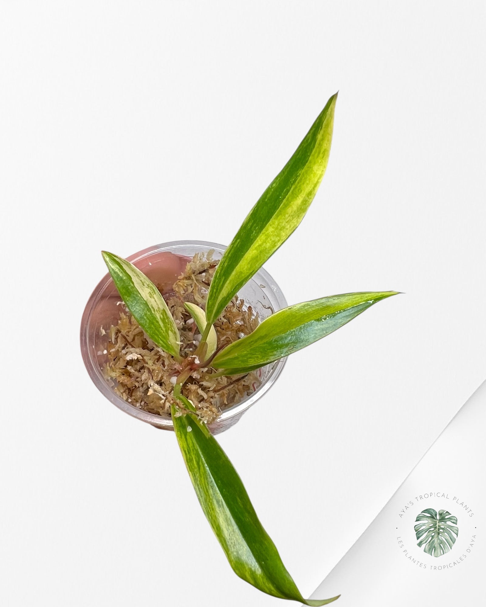 Philodendron Caramel Marble - TC2