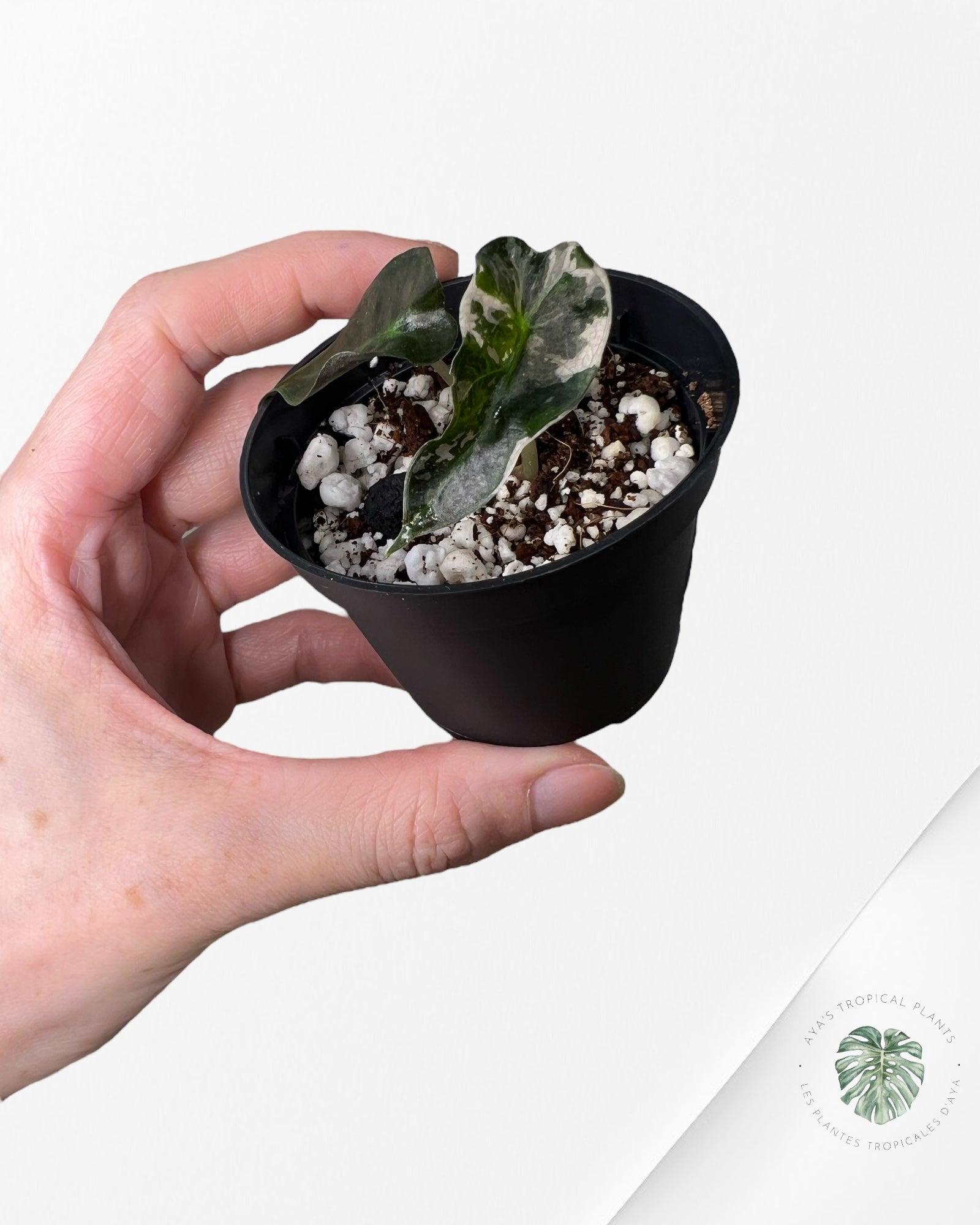 Alocasia Polly Variegata (rose de catégorie A) - T3