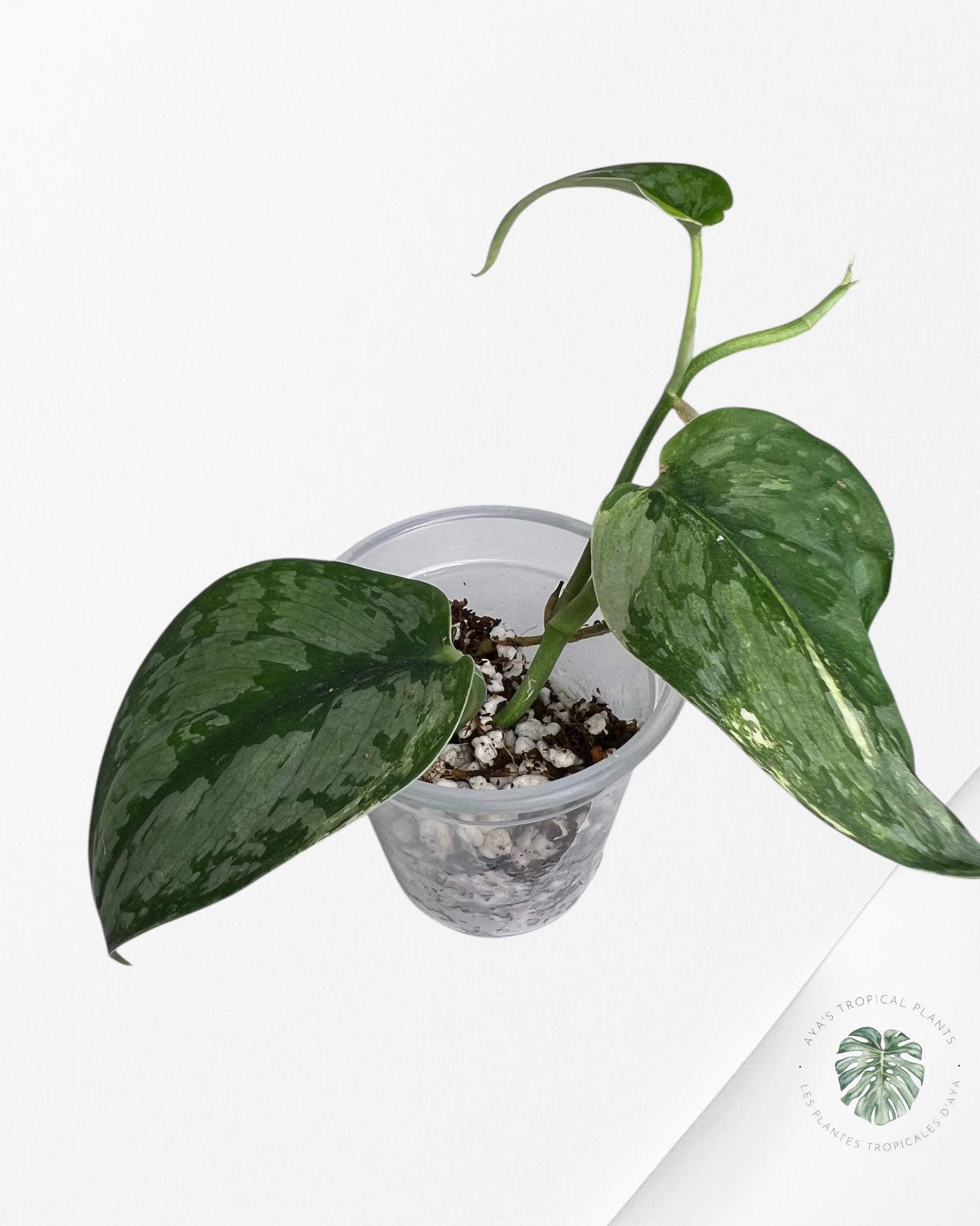 Scindapsus Sadewa - SS04