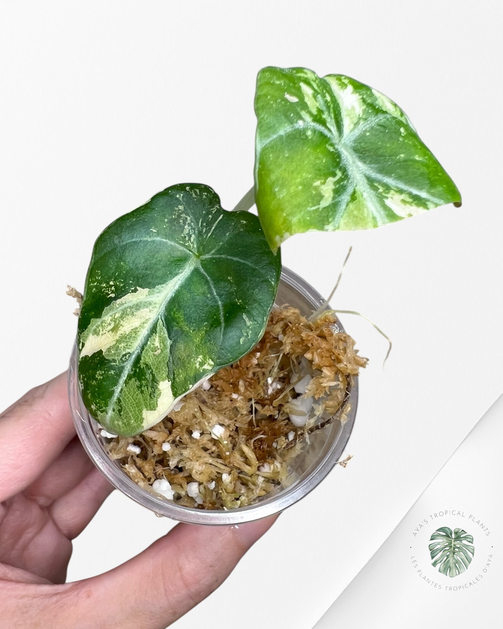 Alocasia Black Velvet Pink Variegated - 22