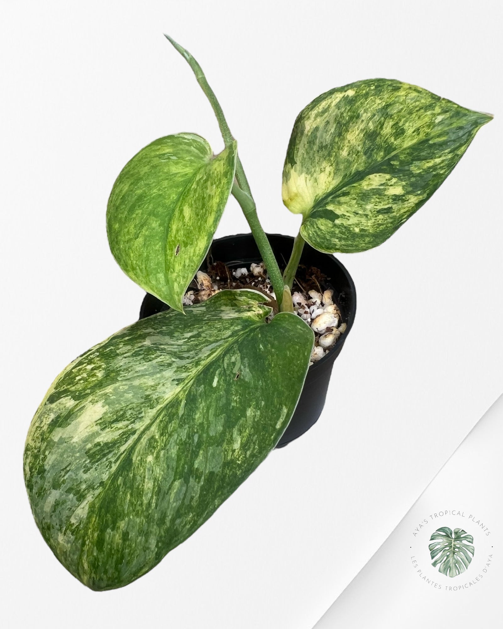 Scindapsus Radjatapura - P40