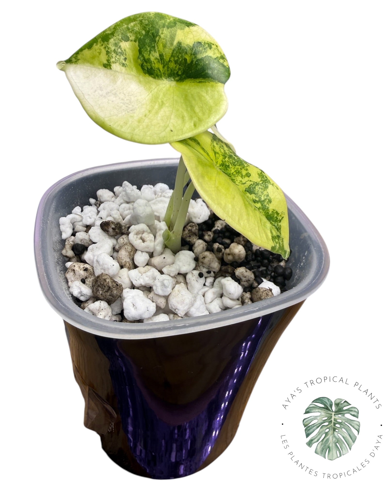 Alocasia Nebula Aurea Variegated