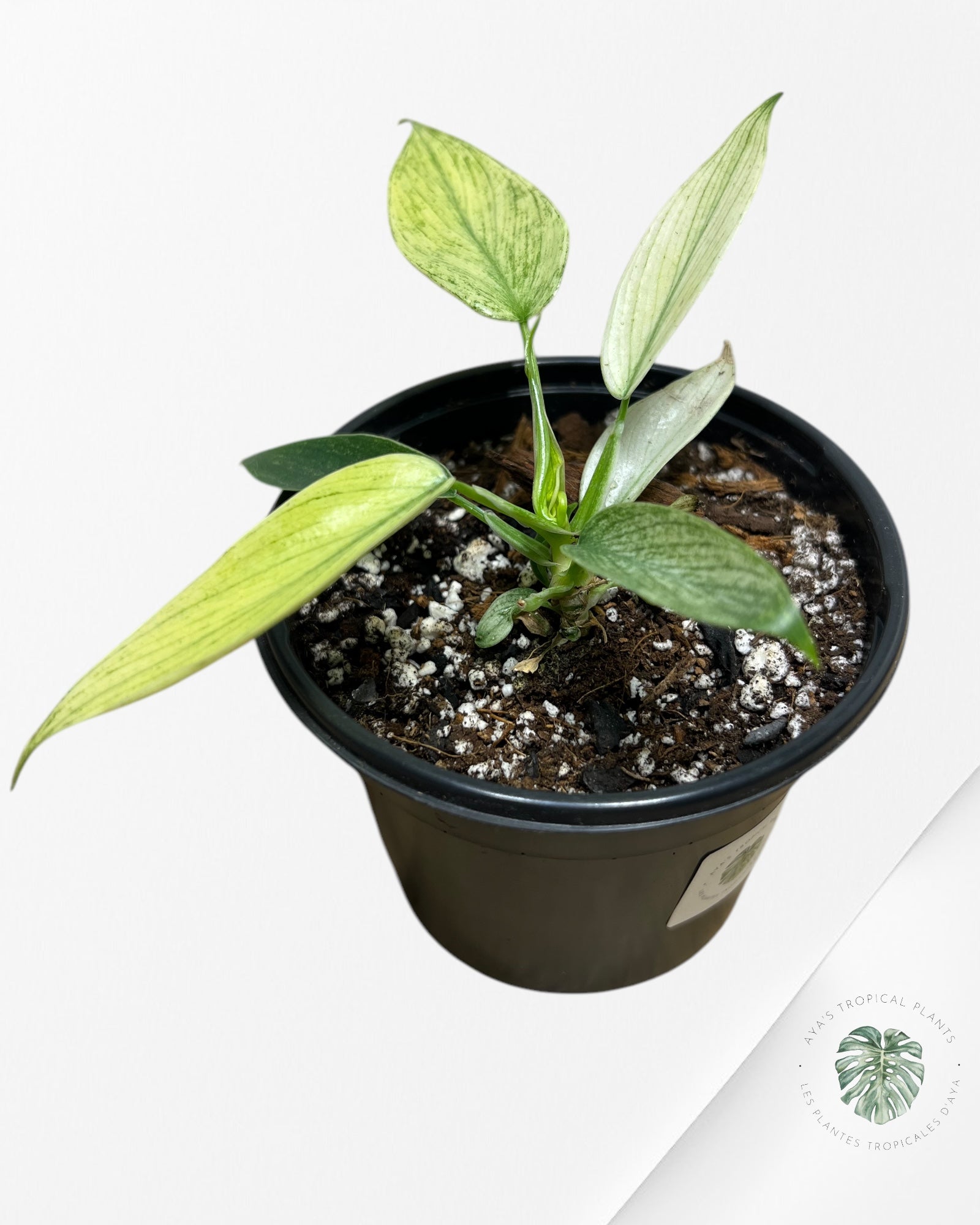 Philodendron Florida Ghost Mint -PFG12