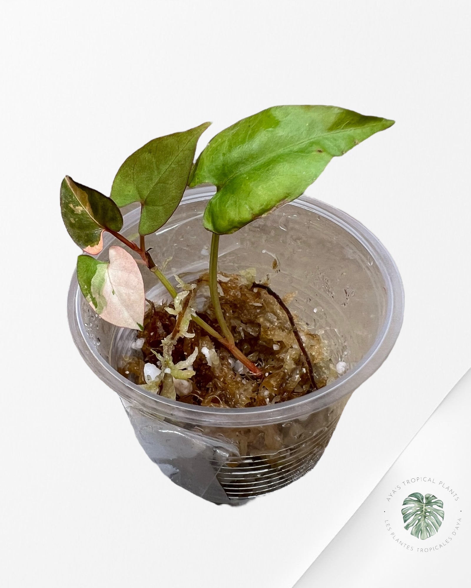 Fallopia multiflora Variegated - 27